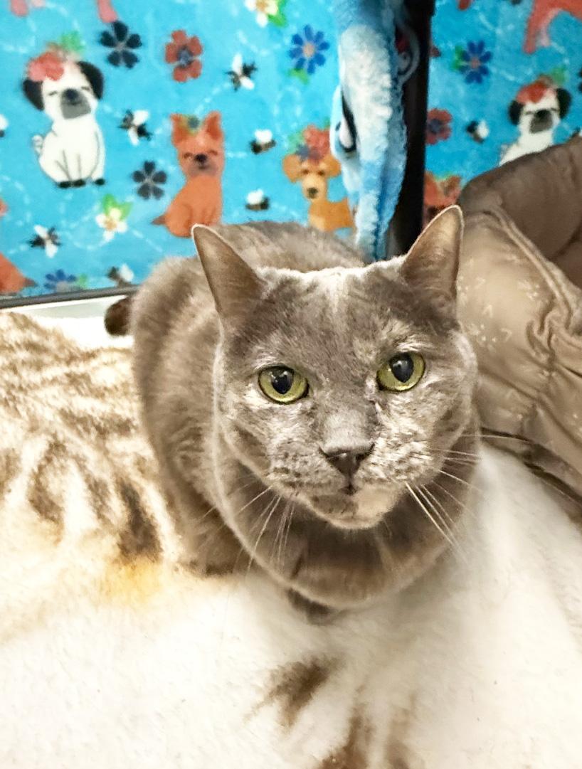 Emmie - sooo loving and adorable!, a Adoptable Domestic Short Hair in Oshkosh, WI image 2/6