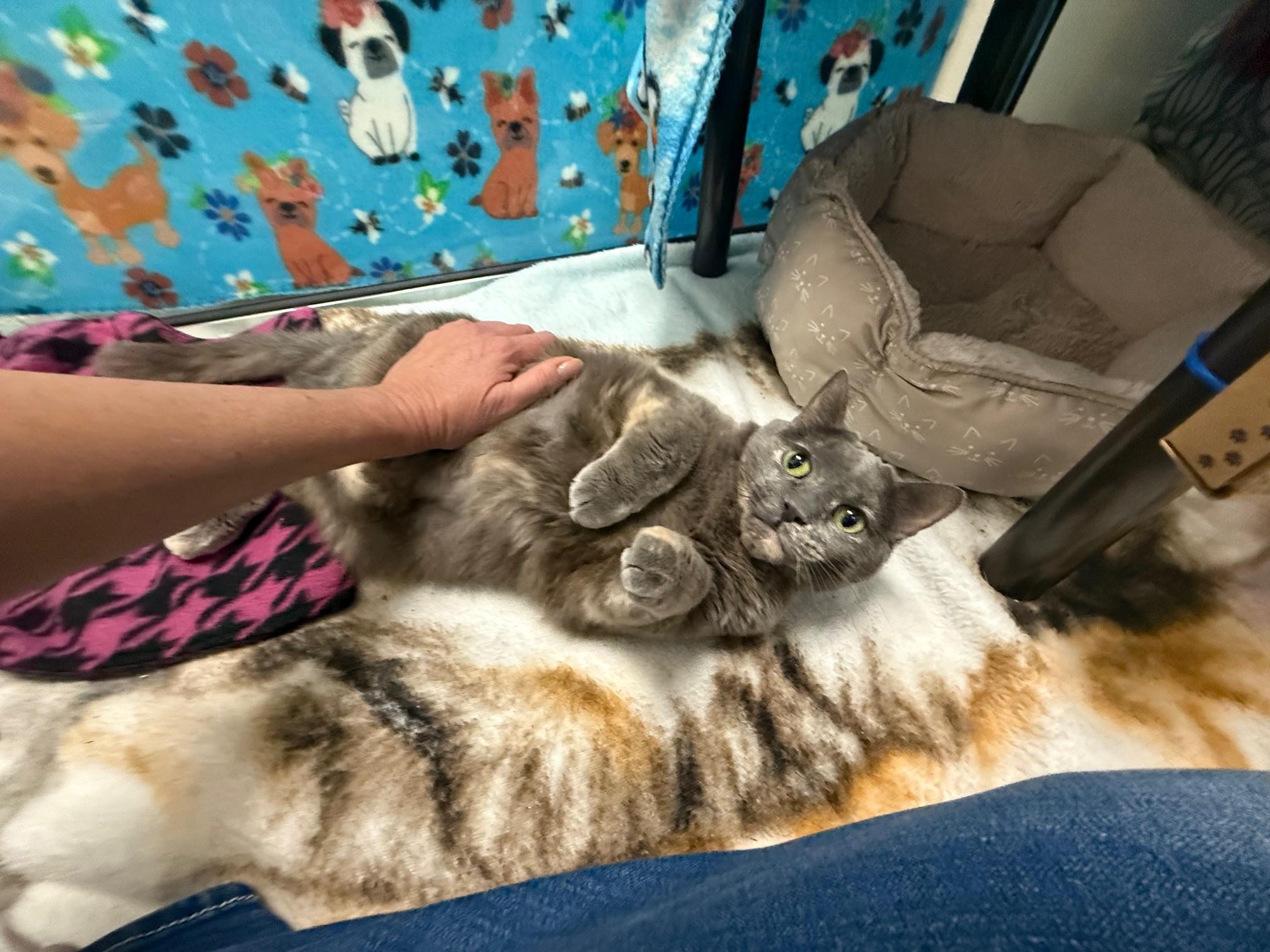 Emmie - sooo loving and adorable!, a Adoptable Domestic Short Hair in Oshkosh, WI image 3/6