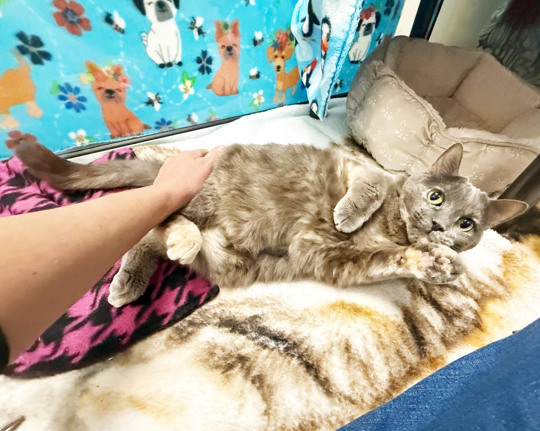 Emmie - sooo loving and adorable!, a Adoptable Domestic Short Hair in Oshkosh, WI image 4/6