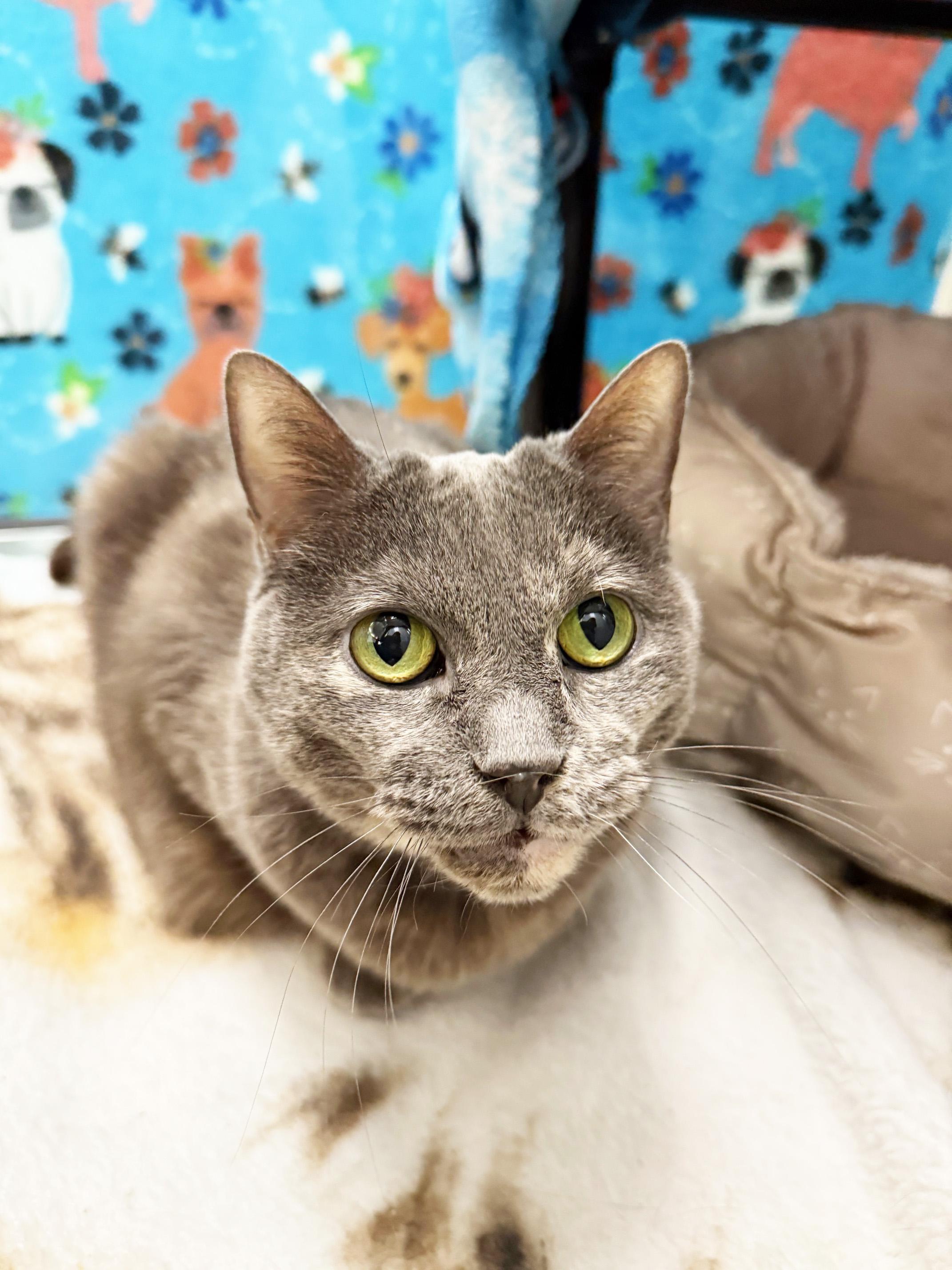 Emmie - sooo loving and adorable!, a Adoptable Domestic Short Hair in Oshkosh, WI image 5/6