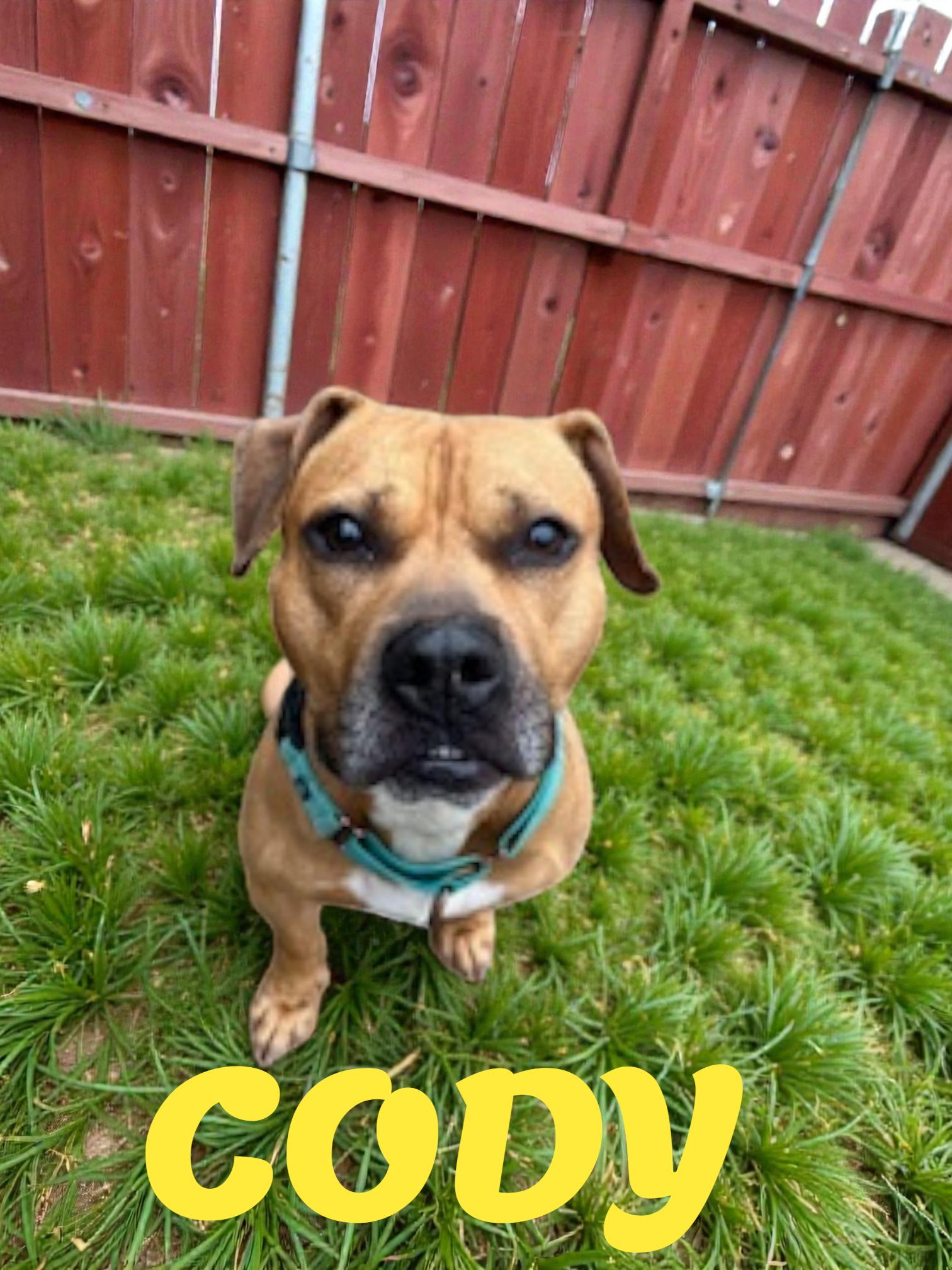 Enlarge Cody, a ADOPTABLE mixed breed in Taunton, MA image 1/2