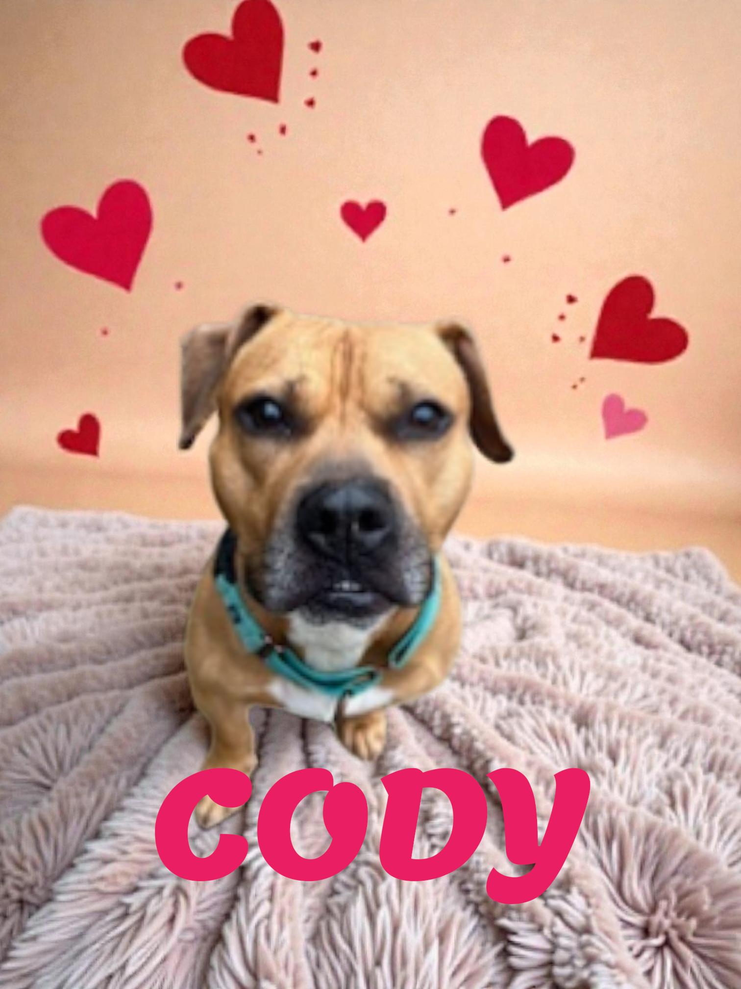 Cody, ADOPTABLE, Adult Male American Staffordshire Terrier.