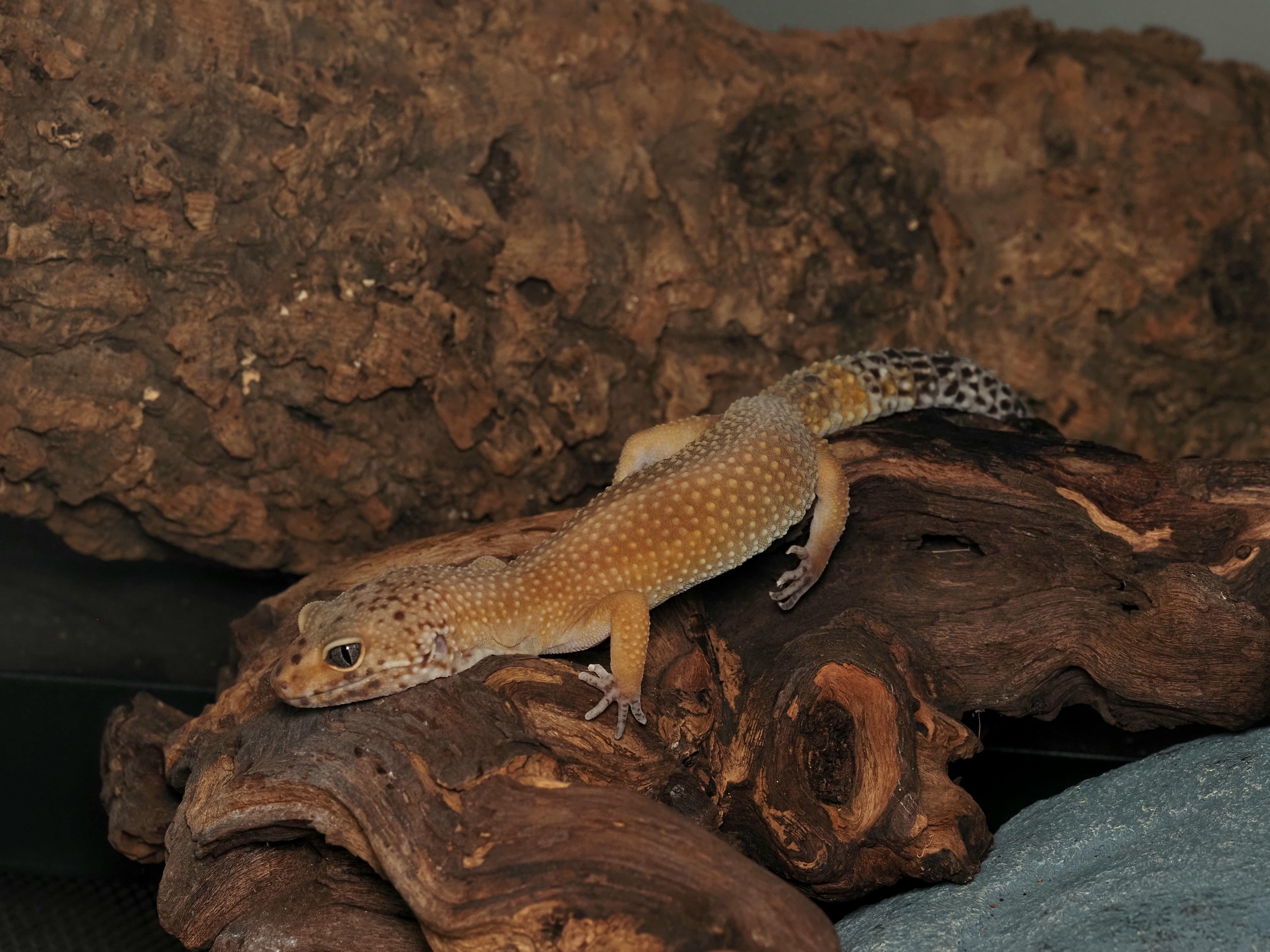 Enlarge Graham Cracker the Leopard Gecko , a ADOPTABLE Gecko in Tacoma, WA image 2/2