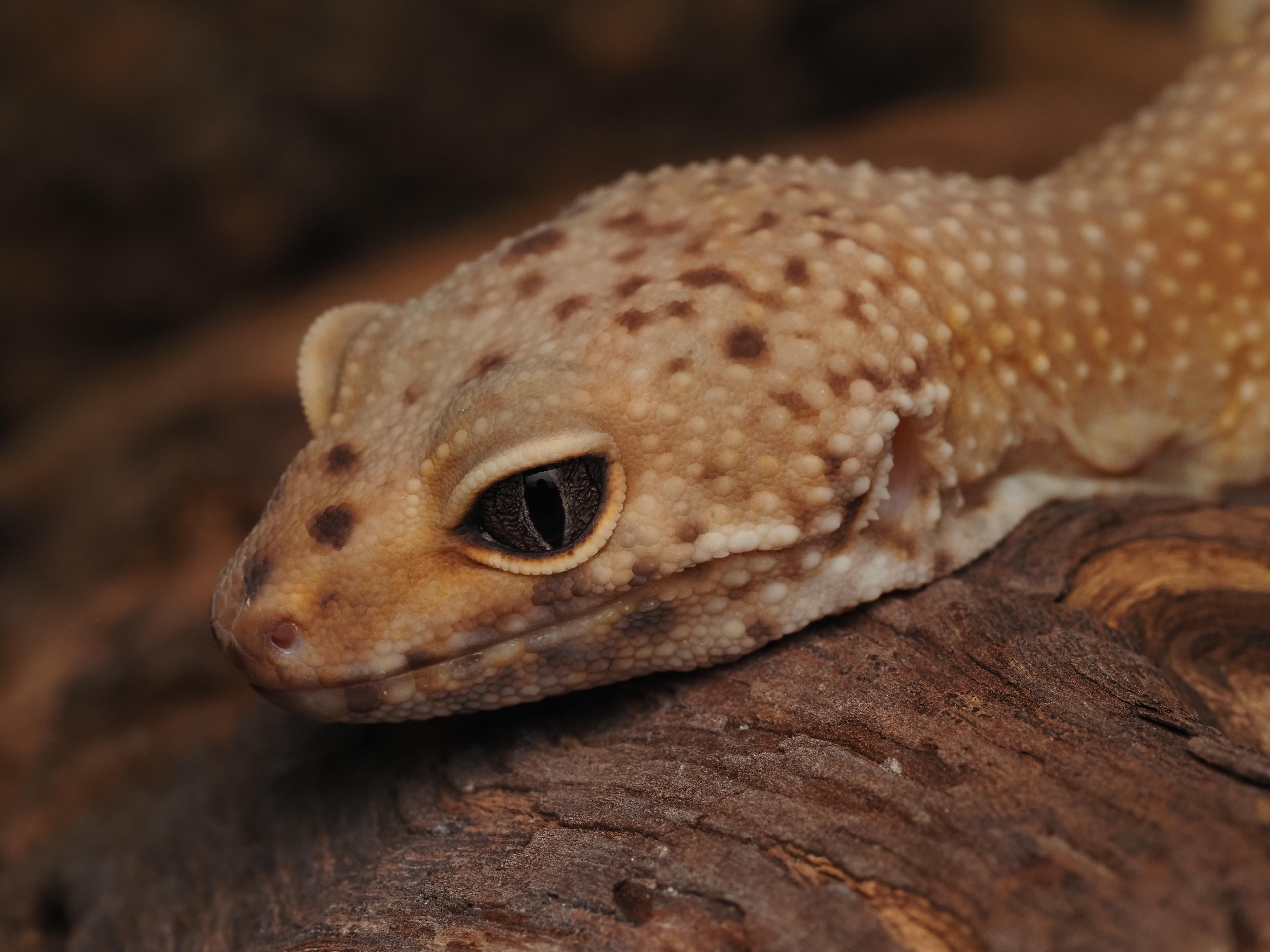 Graham Cracker the Leopard Gecko , ADOPTABLE, Adult Male Gecko.