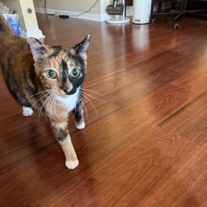 Enlarge Georgia, a Adoptable Domestic Short Hair in Lodi, CA image 6/6