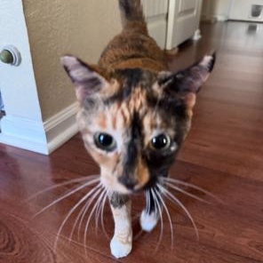 Georgia, Adoptable, Adult Female Domestic Short Hair.