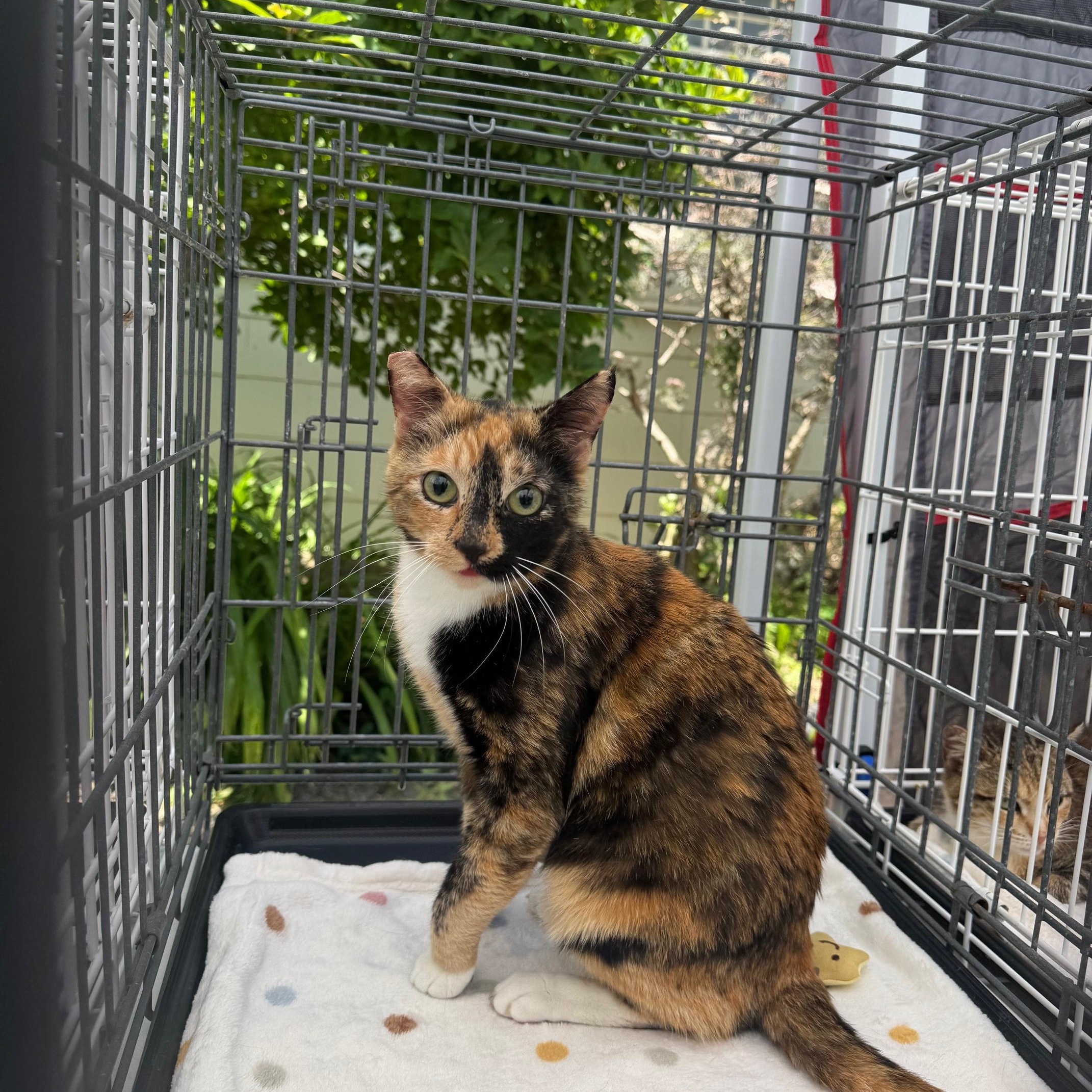 Georgia, Adoptable, Adult Female Domestic Short Hair.
