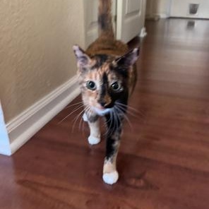 Enlarge Georgia, a Adoptable Domestic Short Hair in Lodi, CA image 5/6