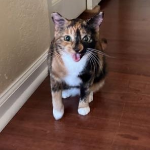 Enlarge Georgia, a Adoptable Domestic Short Hair in Lodi, CA image 4/6