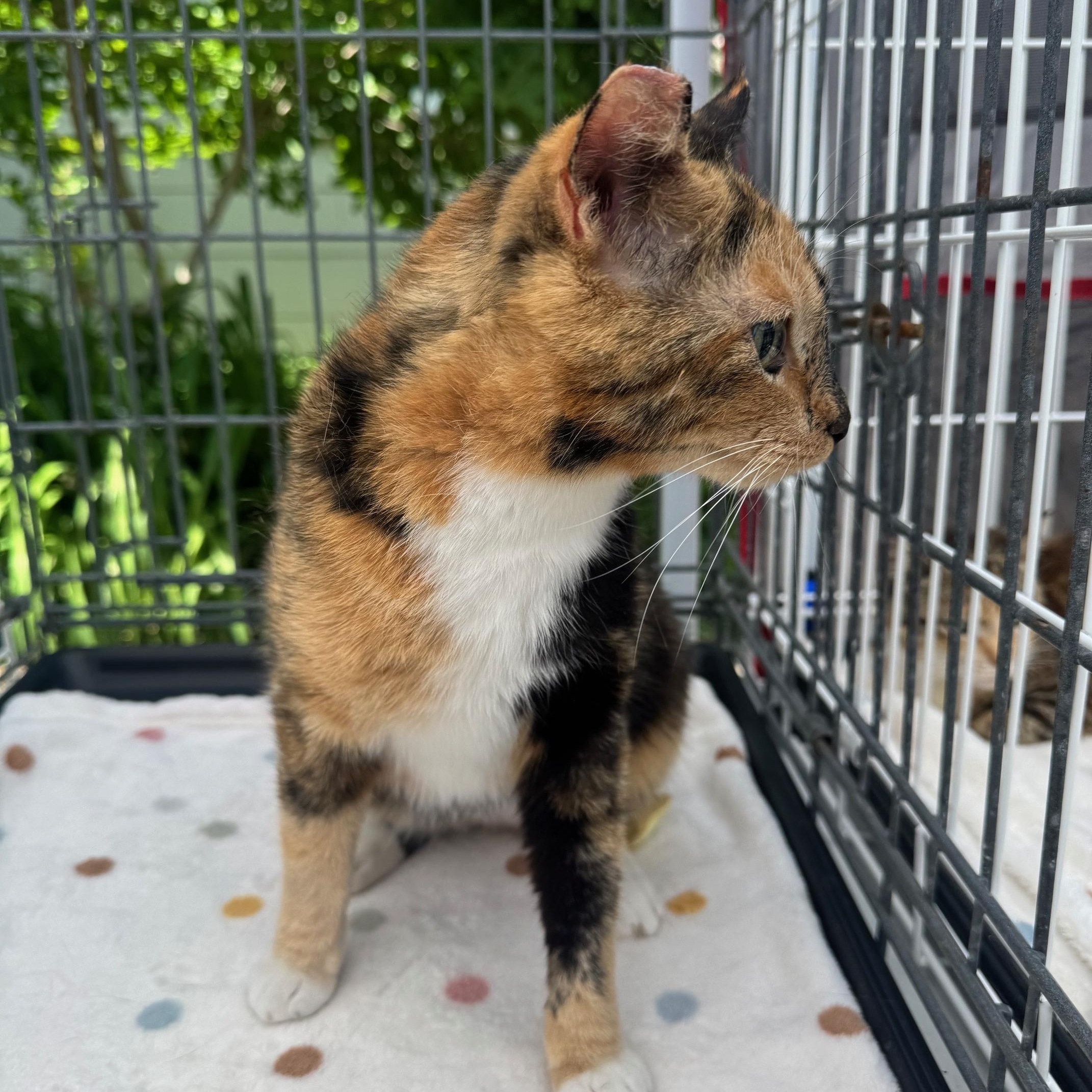 Enlarge Georgia, a Adoptable Domestic Short Hair in Lodi, CA image 3/6