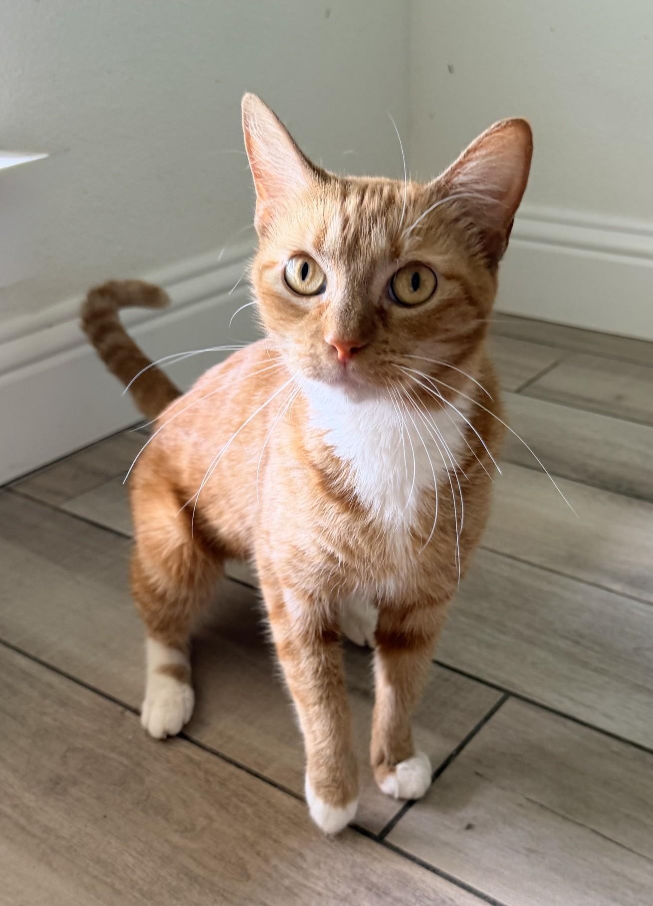 Enlarge MISS BOOTS, a Adoptable mixed breed in fort worth, TX image 2/3