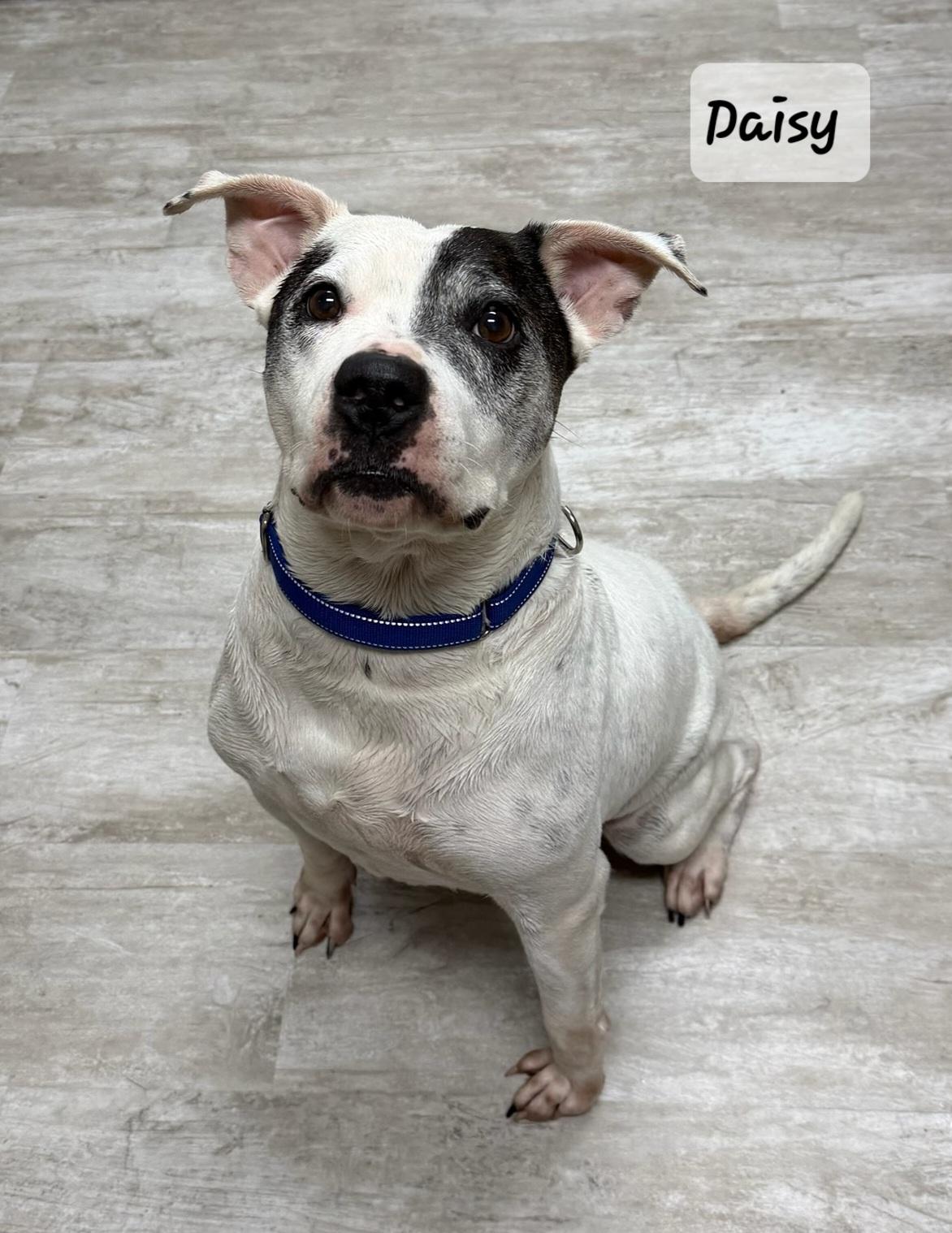 Daisy, ADOPTABLE, Adult Female Boxer & Pit Bull Terrier.