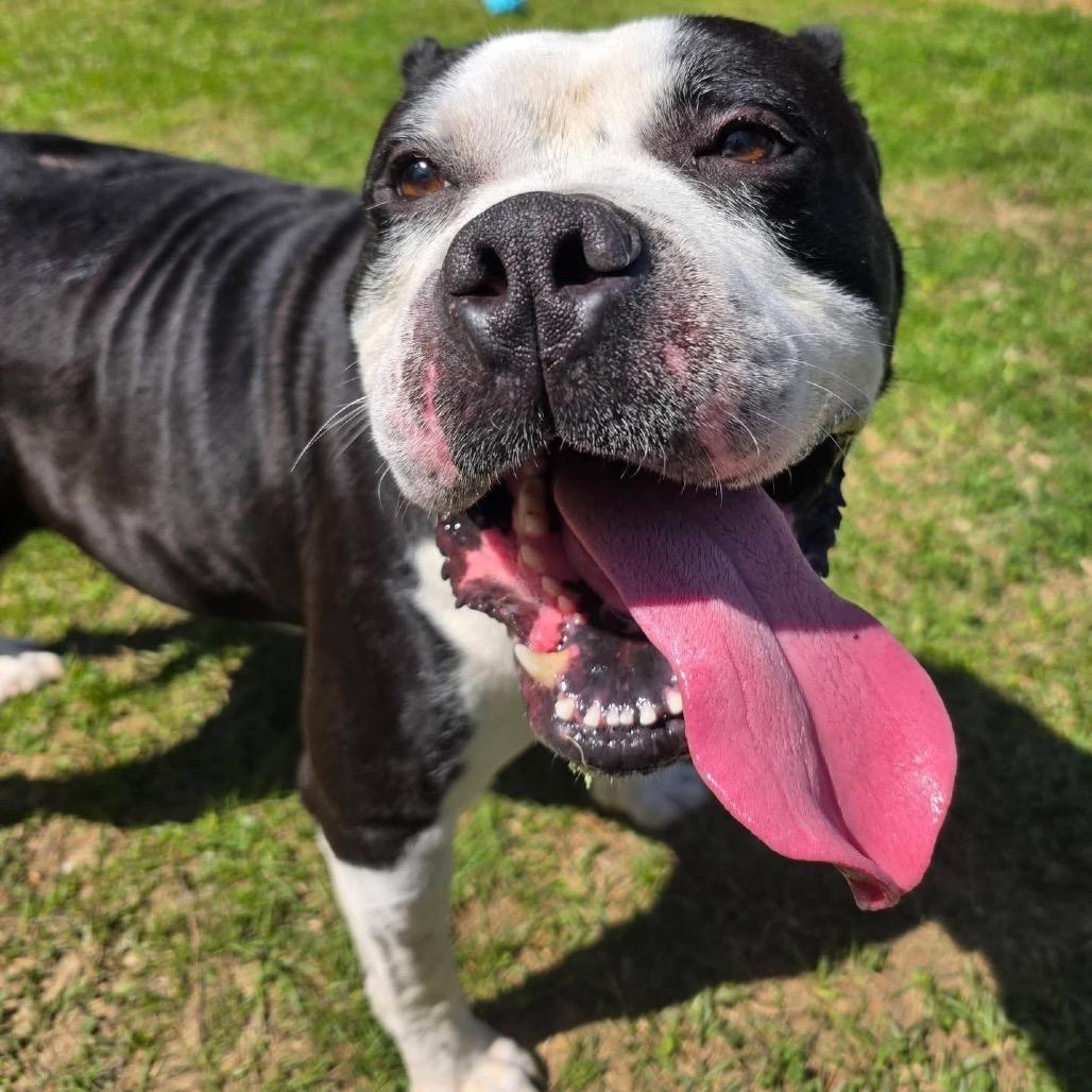 Officer, Adoptable, Adult Male Mixed Breed.