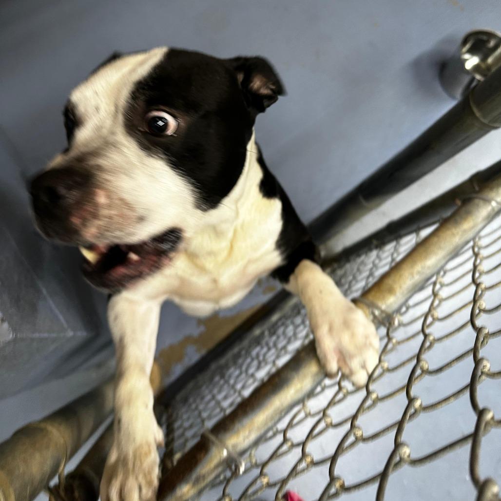 Officer, Adoptable, Adult Male Mixed Breed.