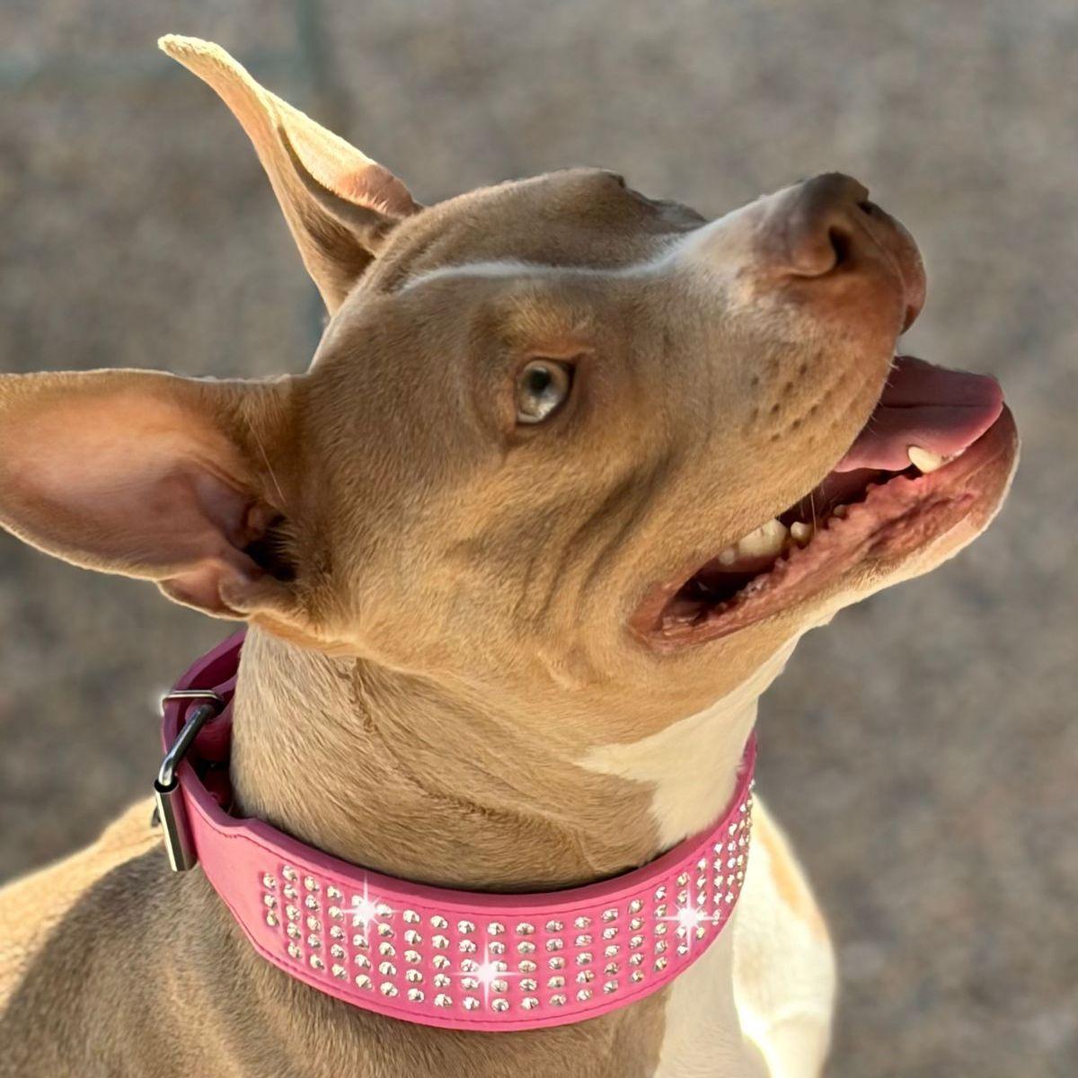 Pretty Girl, Adoptable, Adult Female American Bulldog.
