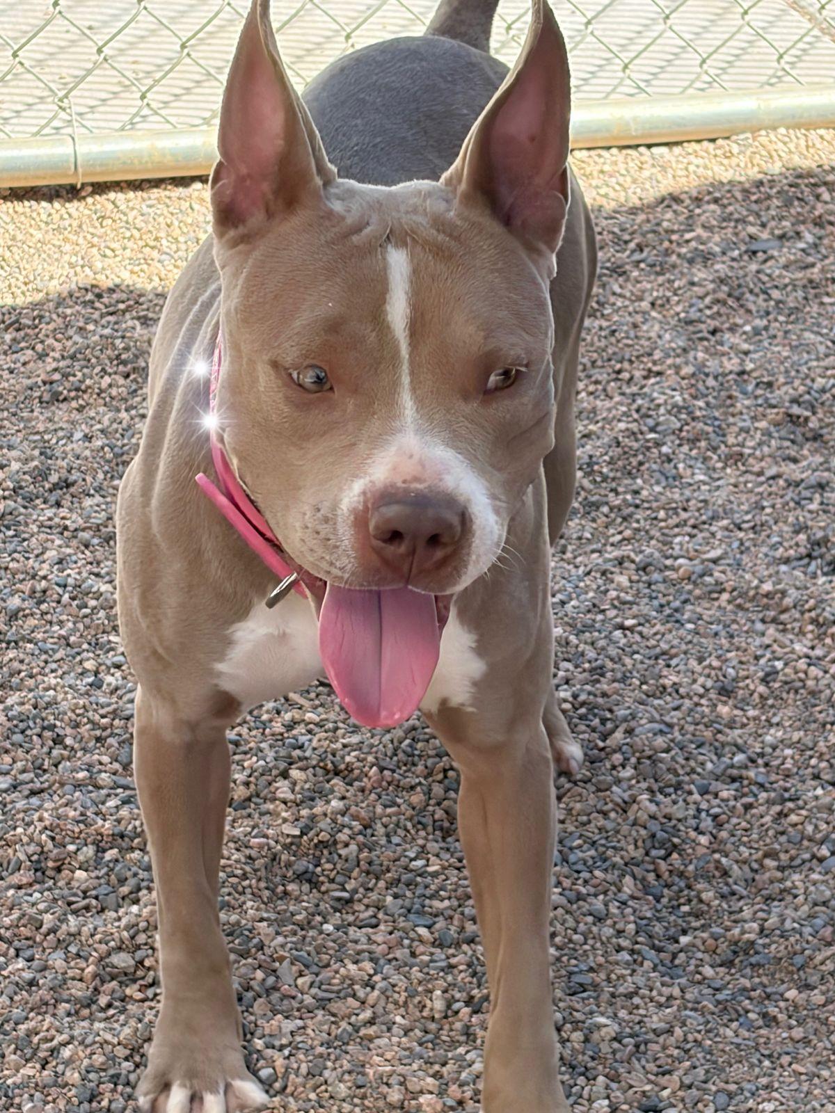 Pretty Girl, a Adoptable American Bulldog in Kingman, AZ image 2/3