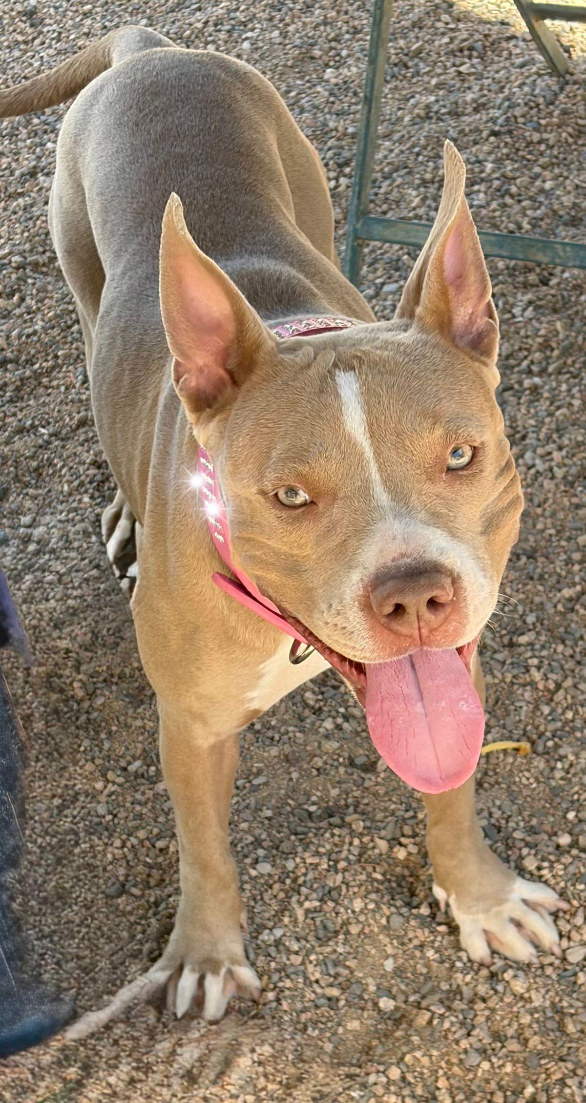 Pretty Girl, a Adoptable American Bulldog in Kingman, AZ image 3/3