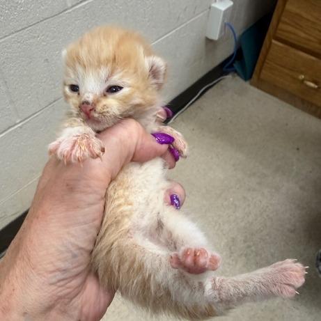 Enlarge Macaroni (Patty), a Adoptable Domestic Short Hair in Winston Salem, NC image 5/6