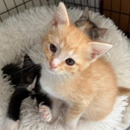 Enlarge Macaroni (Patty), a Adoptable Domestic Short Hair in Winston Salem, NC image 1/6
