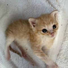 Enlarge Macaroni (Patty), a Adoptable Domestic Short Hair in Winston Salem, NC image 3/6