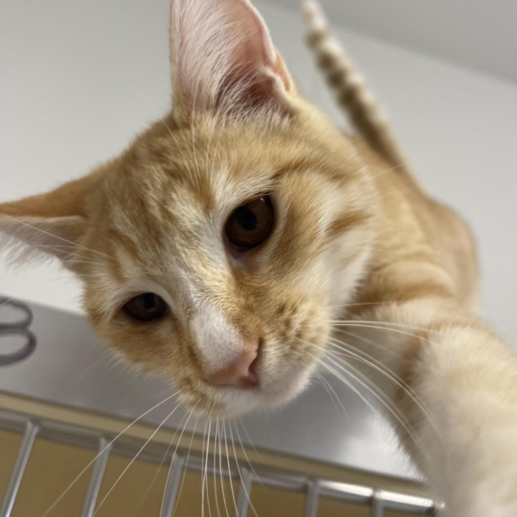 Enlarge Macaroni (Patty), a Adoptable Domestic Short Hair in Winston Salem, NC image 4/6