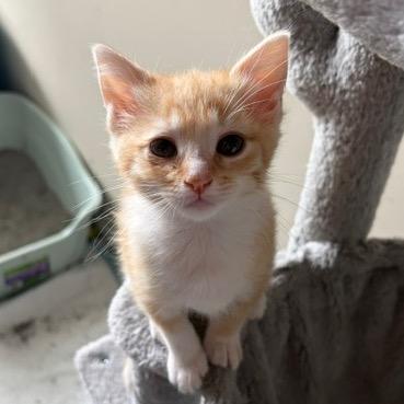 Enlarge Macaroni (Patty), a Adoptable Domestic Short Hair in Winston Salem, NC image 2/6