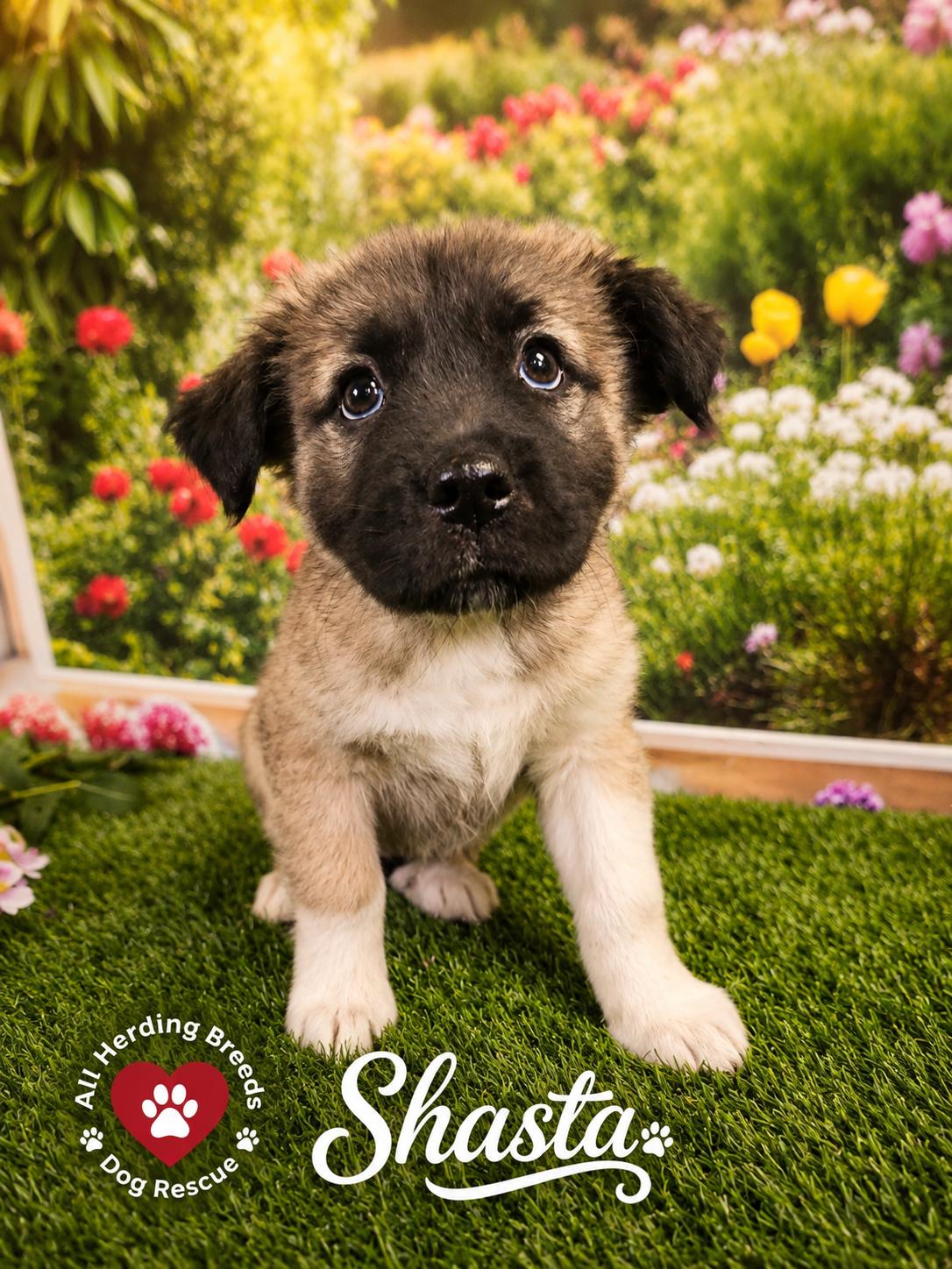 Enlarge Shasta, a ADOPTABLE mixed breed in Joliet, IL image 2/4