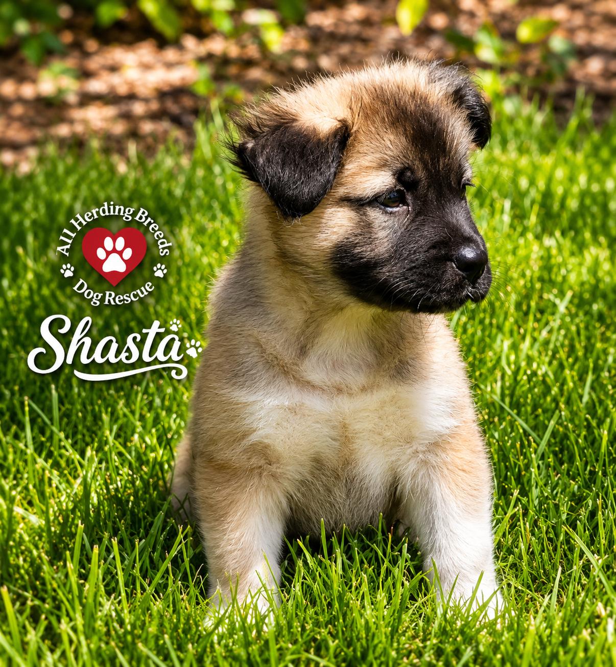Enlarge Shasta, a ADOPTABLE mixed breed in Joliet, IL image 3/4
