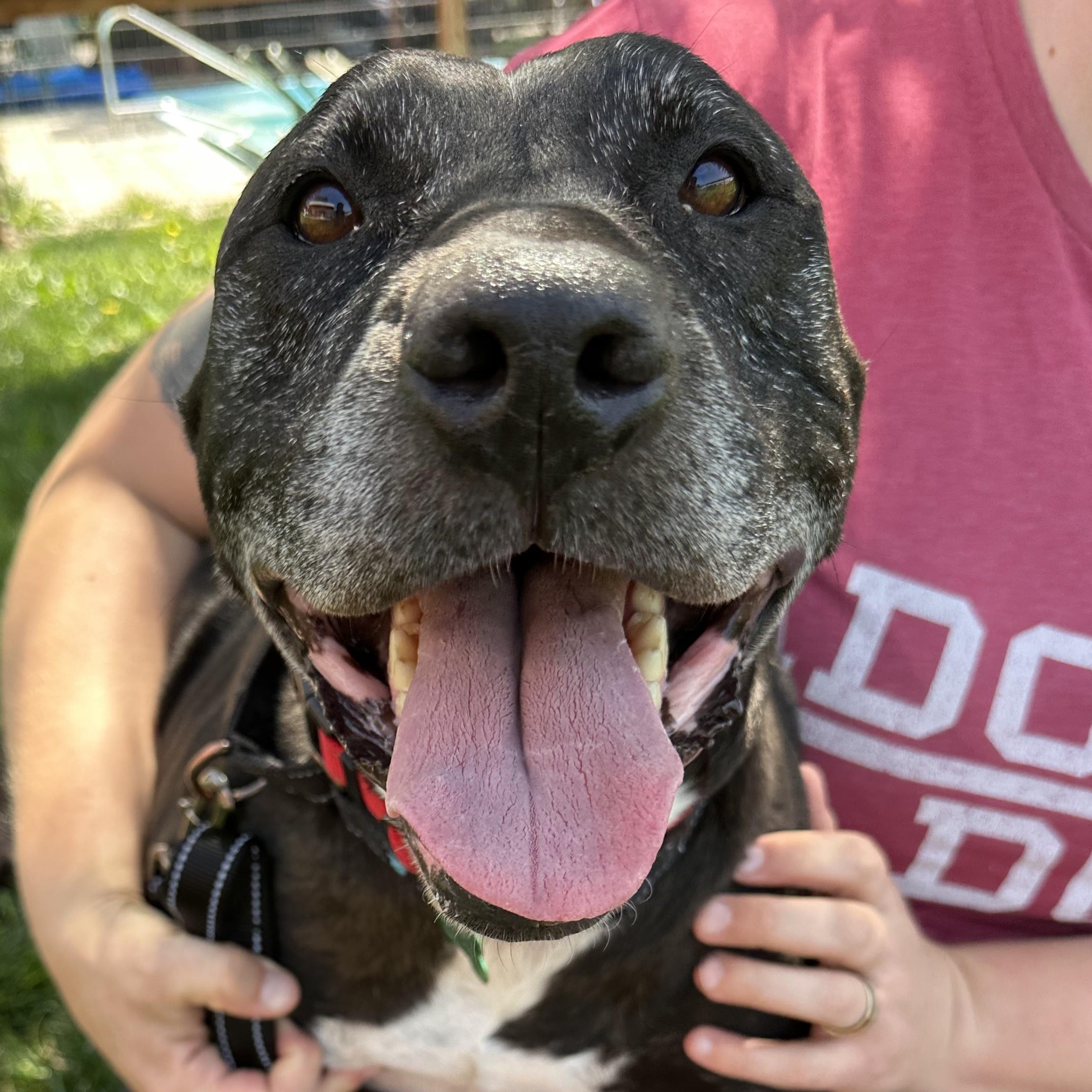 Enlarge Cowboy, a ADOPTABLE mixed breed in Petaluma, CA image 1/3