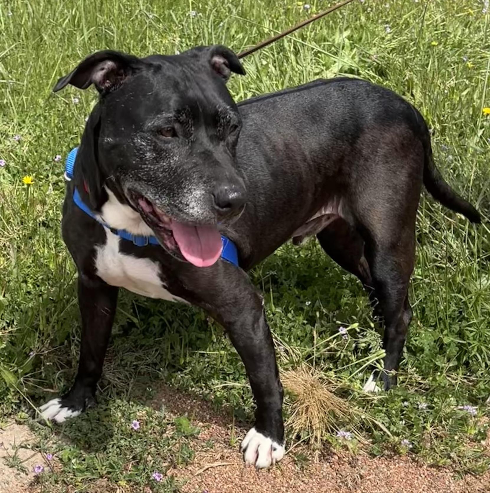Enlarge Cowboy, a ADOPTABLE mixed breed in Petaluma, CA image 2/3