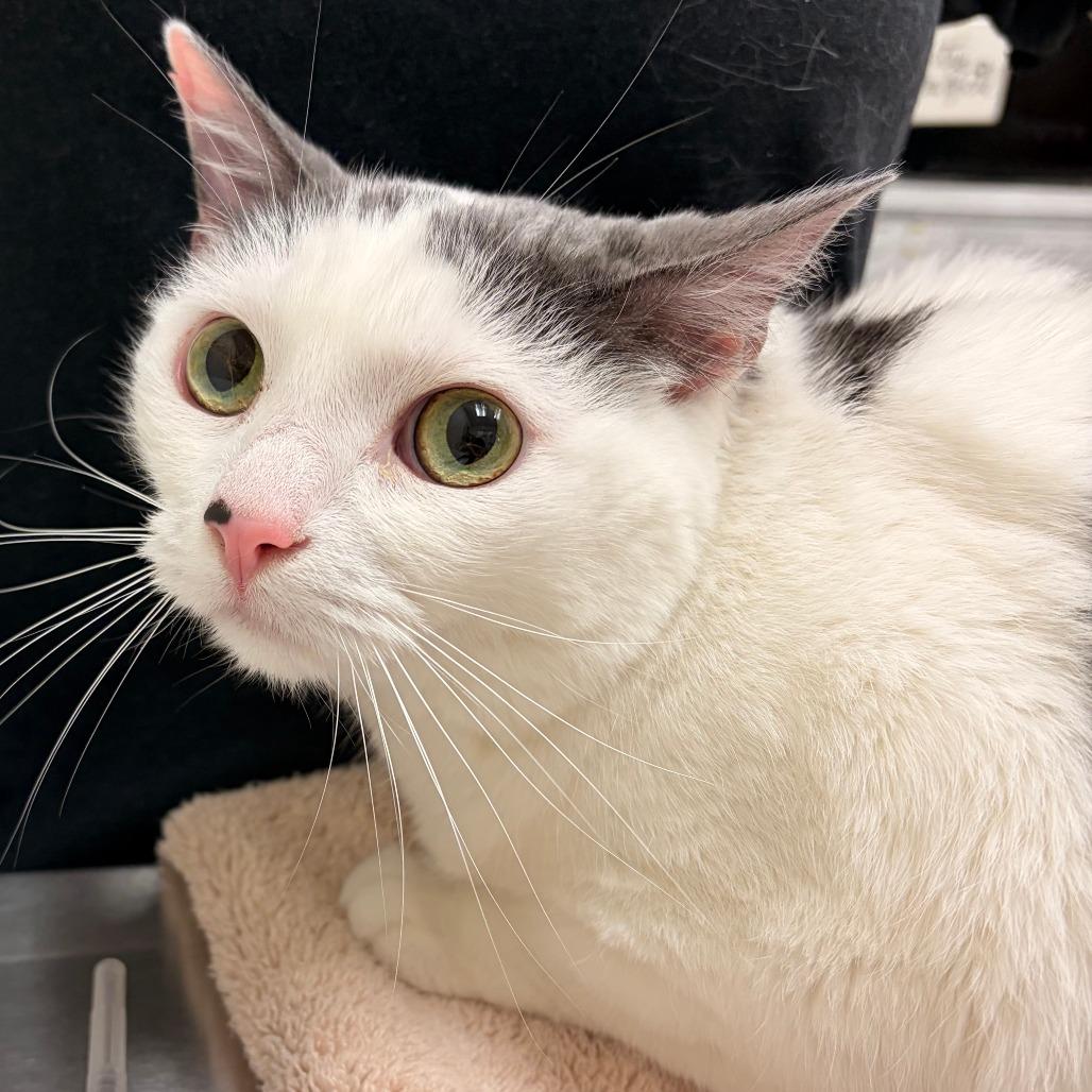 Enlarge Sam, a Adoptable Domestic Short Hair in Murray, UT image 1/1