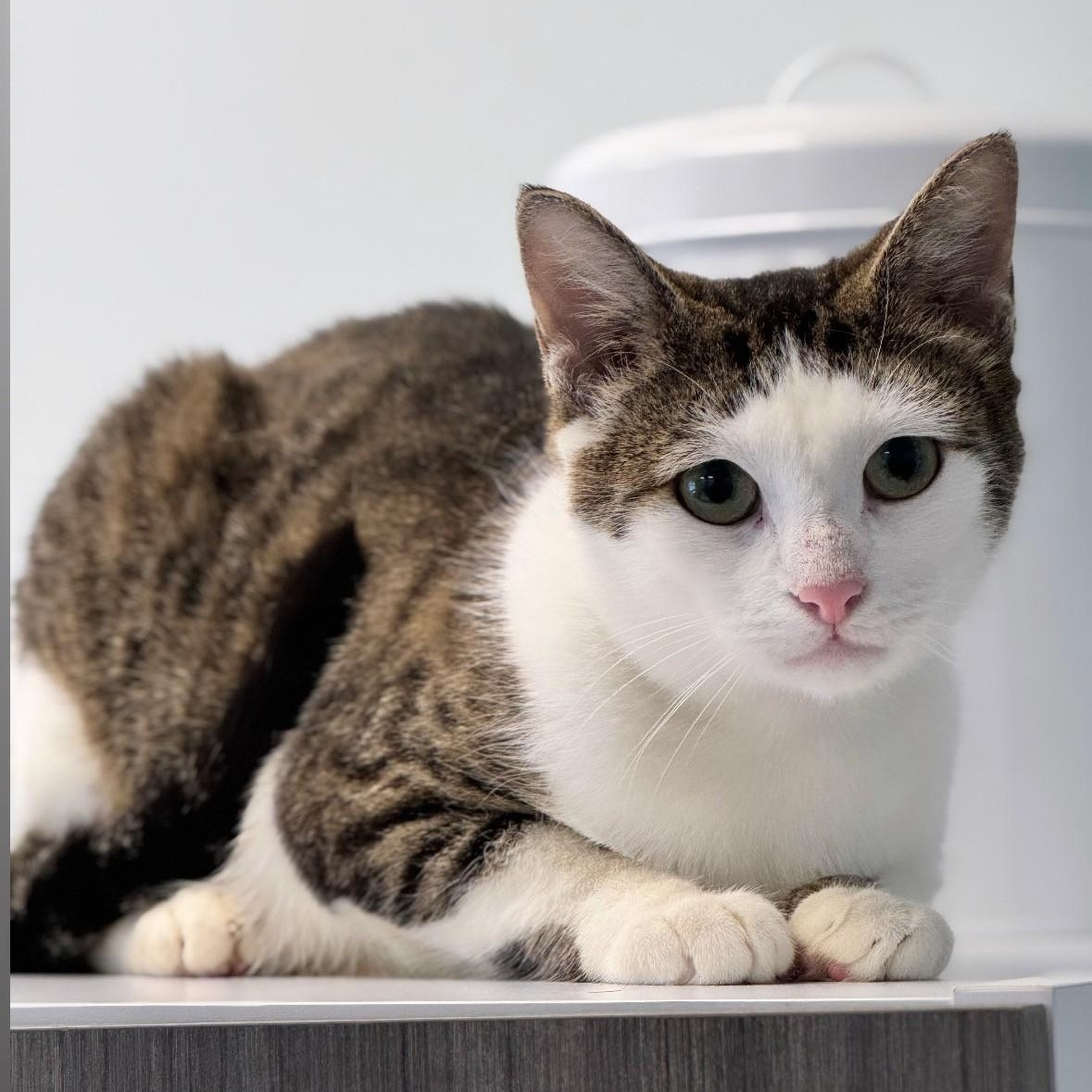 Enlarge Carly, an adopted Domestic Short Hair in Syosset, NY image 1/1