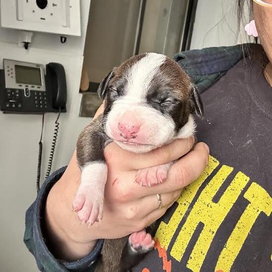 Martin, Adoptable, Puppy Male Mixed Breed.