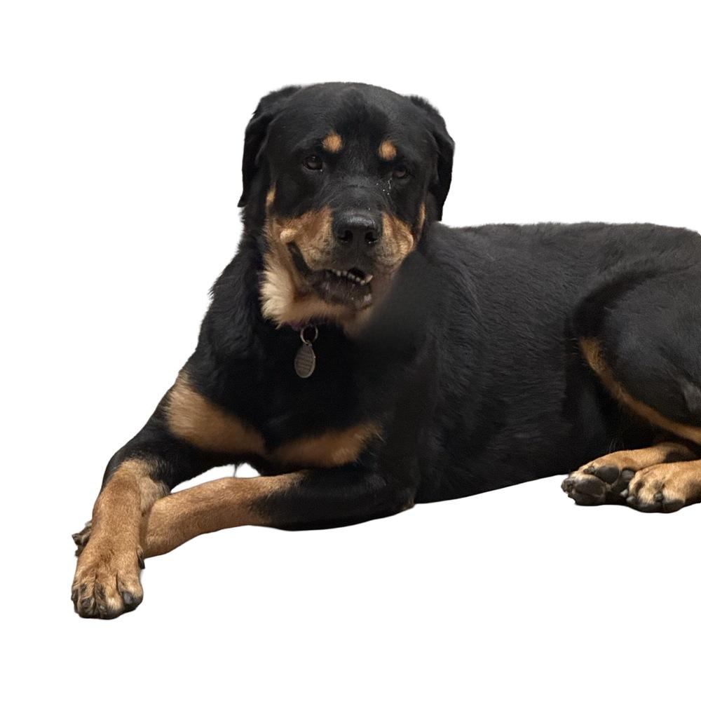 Banjo, a Adoptable Rottweiler in Gilbert, AZ image 1/4
