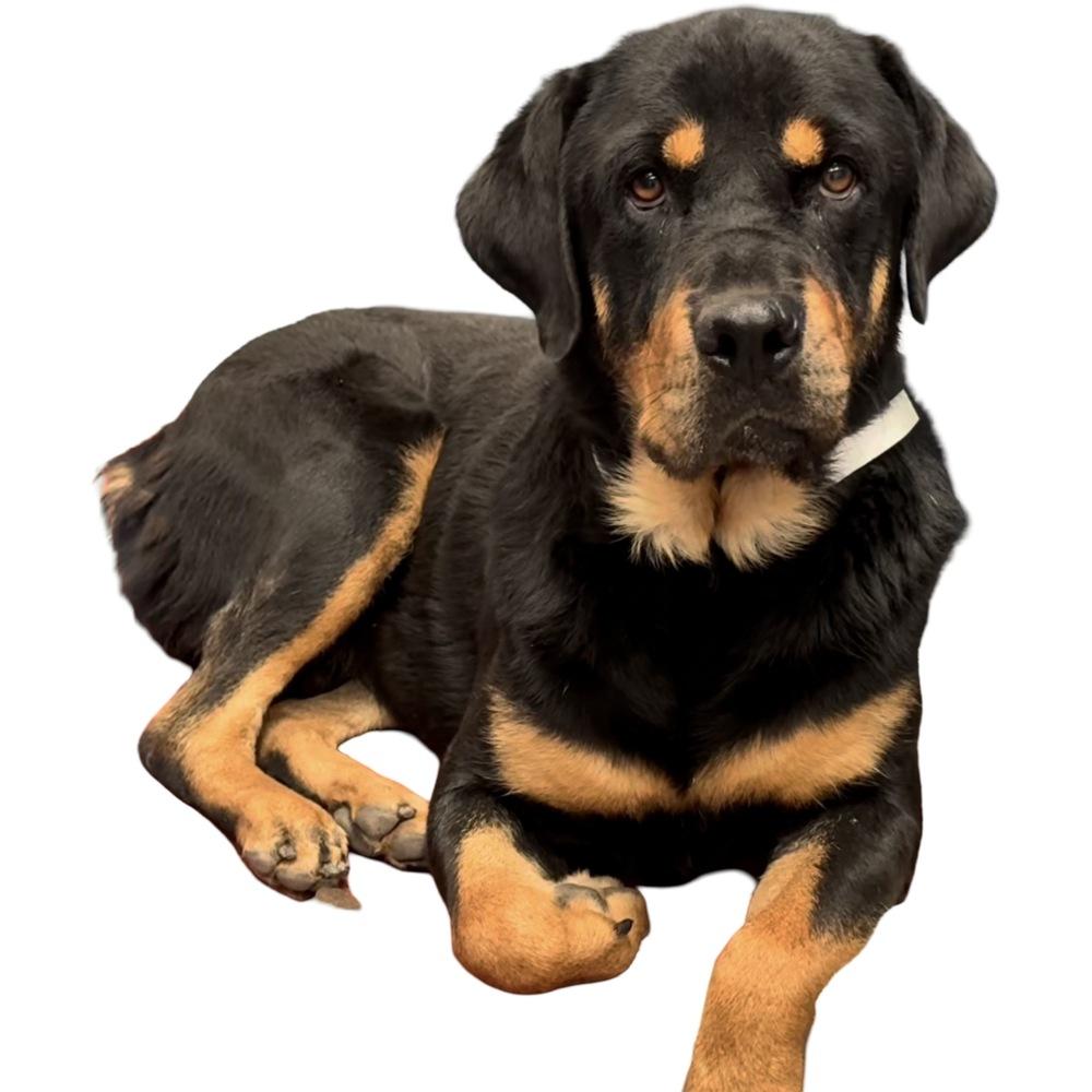 Enlarge Banjo, a Adoptable Rottweiler in Gilbert, AZ image 2/6