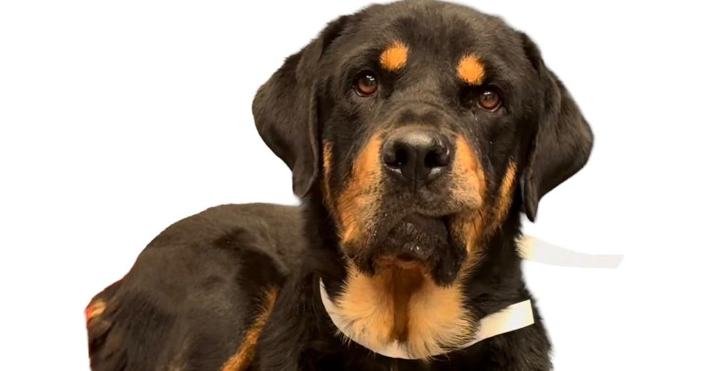 Banjo, a Adoptable Rottweiler in Gilbert, AZ image 2/4