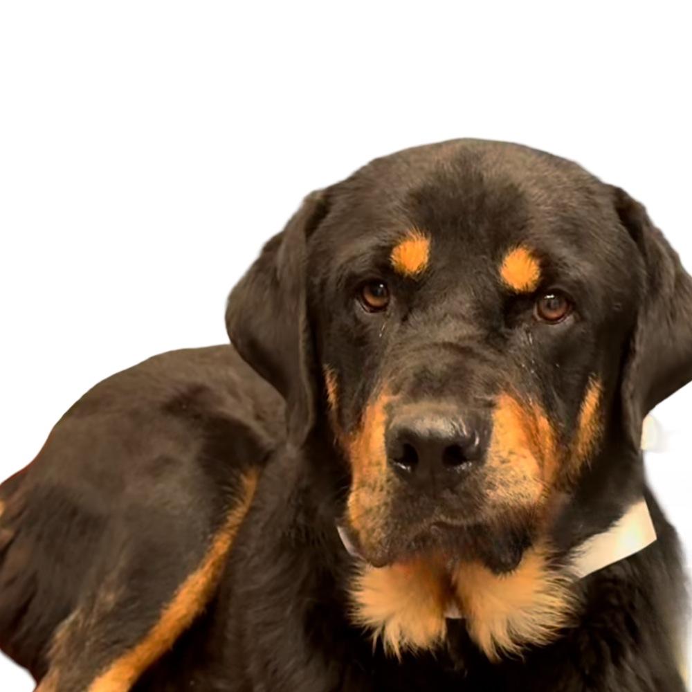 Enlarge Banjo, a Adoptable Rottweiler in Gilbert, AZ image 5/6