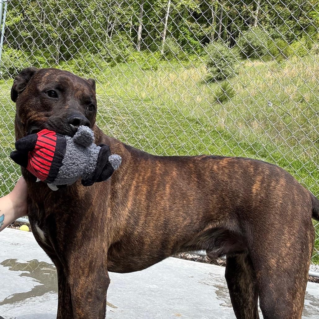 Tiramisu, a Adoptable Mixed Breed in Red House, WV image 1/5
