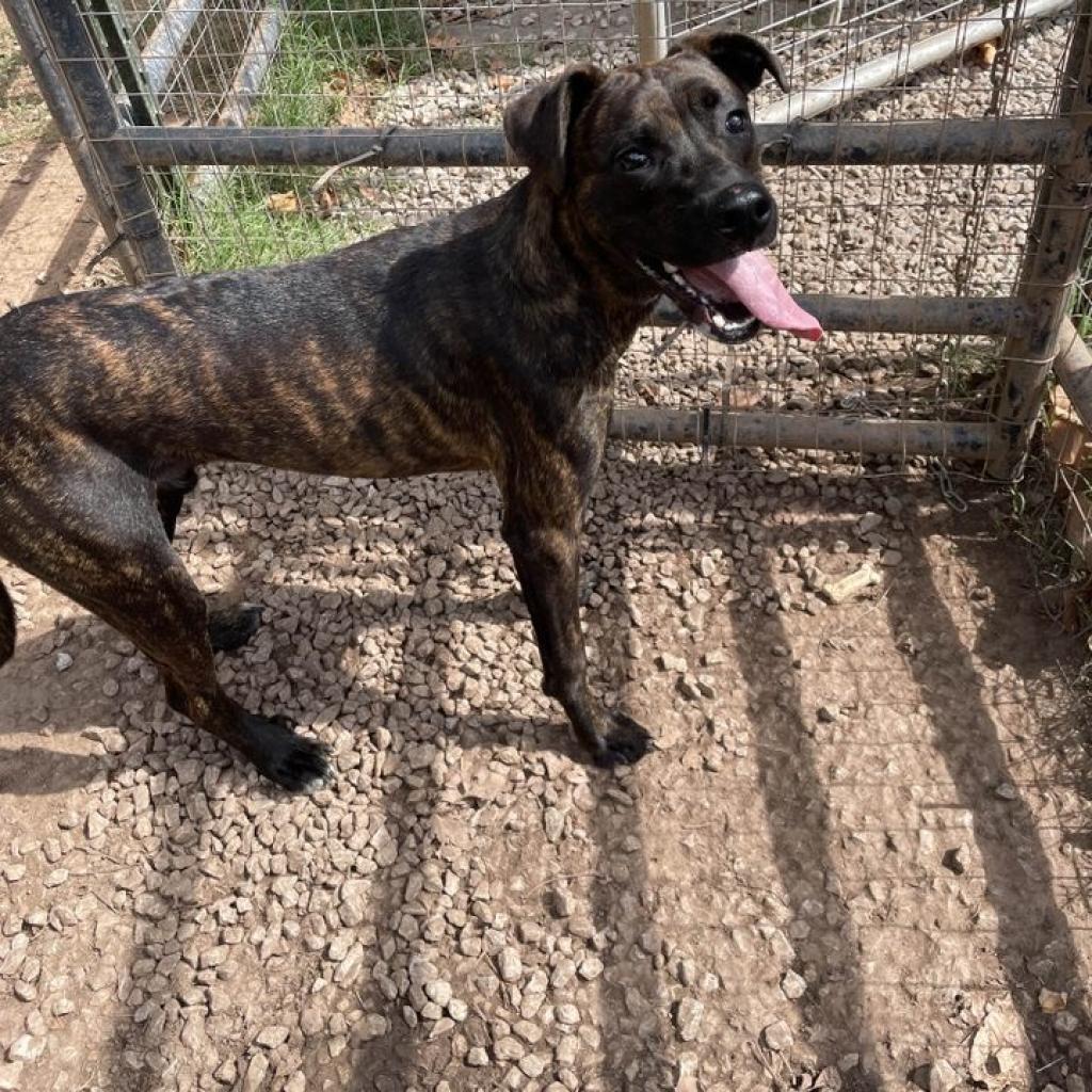 Tiramisu, Adoptable, Adult Male Mixed Breed.