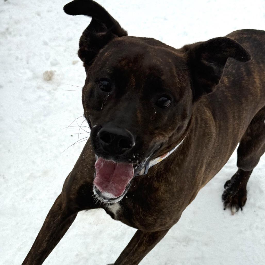 Tiramisu, a Adoptable Mixed Breed in Red House, WV image 2/4