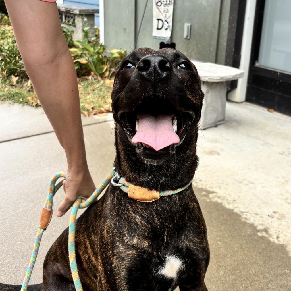 Tiramisu, a Adoptable Mixed Breed in Red House, WV image 4/4