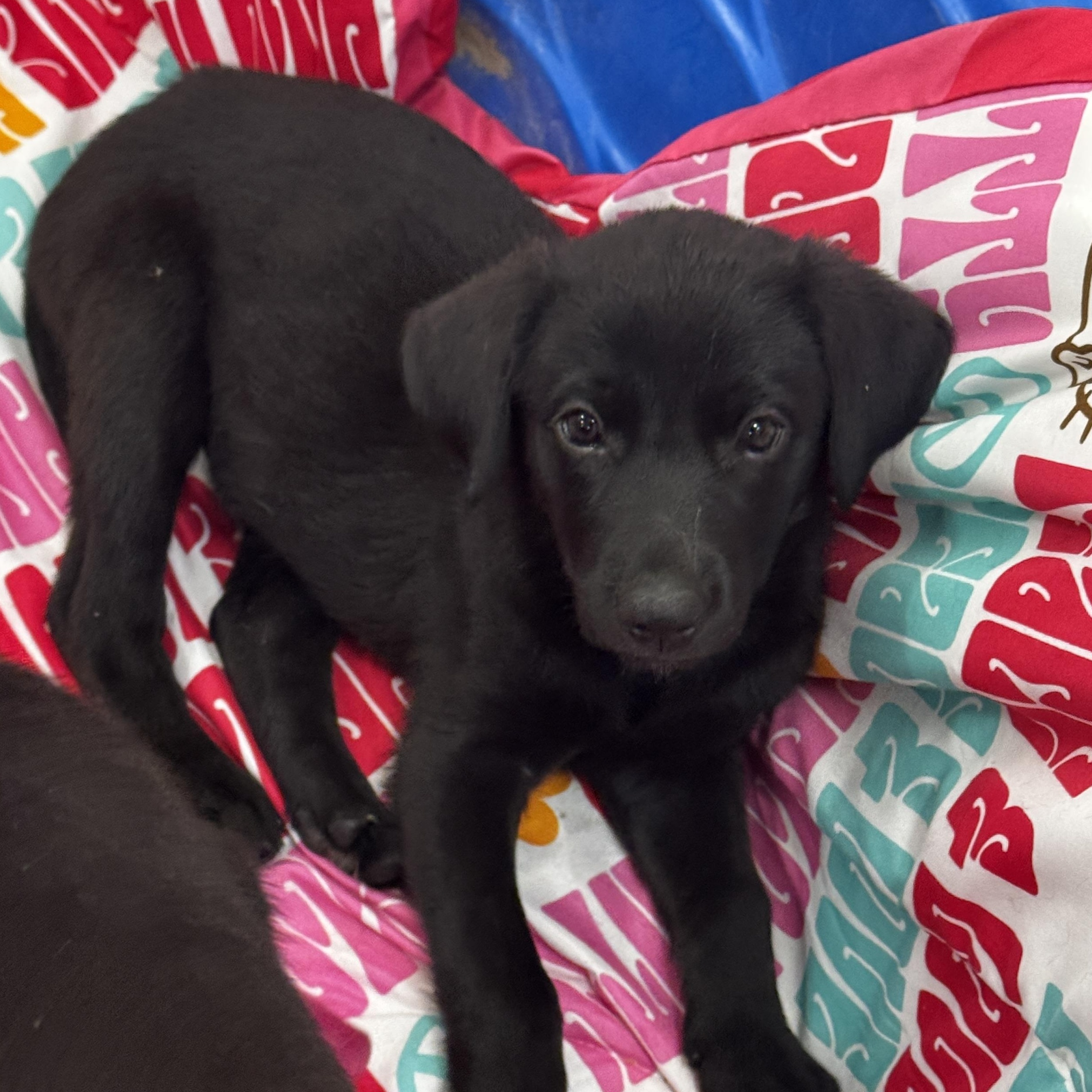 Meet DIAMOND - OKLAHOMA 9, Adoptable, Puppy Male Labrador Retriever.
