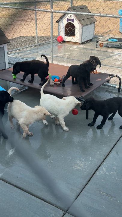 Enlarge Meet DIAMOND - OKLAHOMA 9, a Adoptable mixed breed in Eagle, ID video 6/6