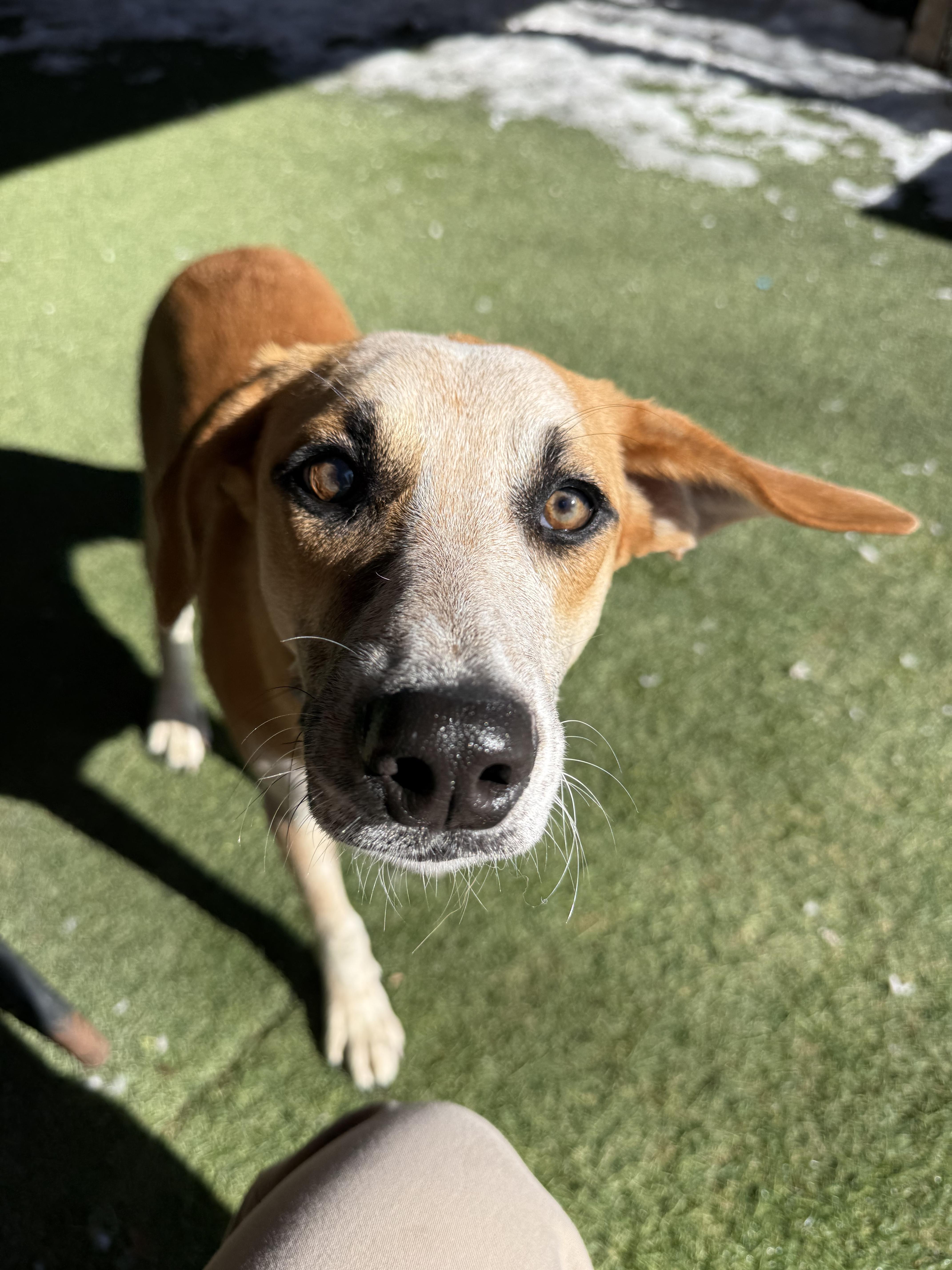 Camino, a ADOPTABLE Mixed Breed in Sudbury, MA image 5/6