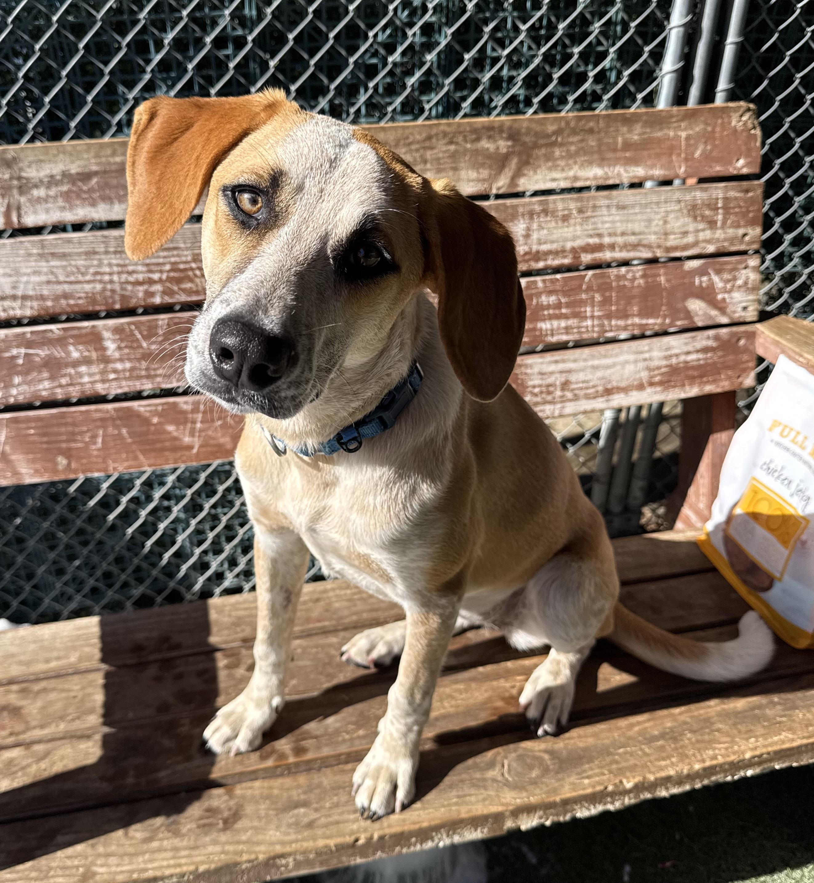 Camino, ADOPTABLE, Young Female Mixed Breed.