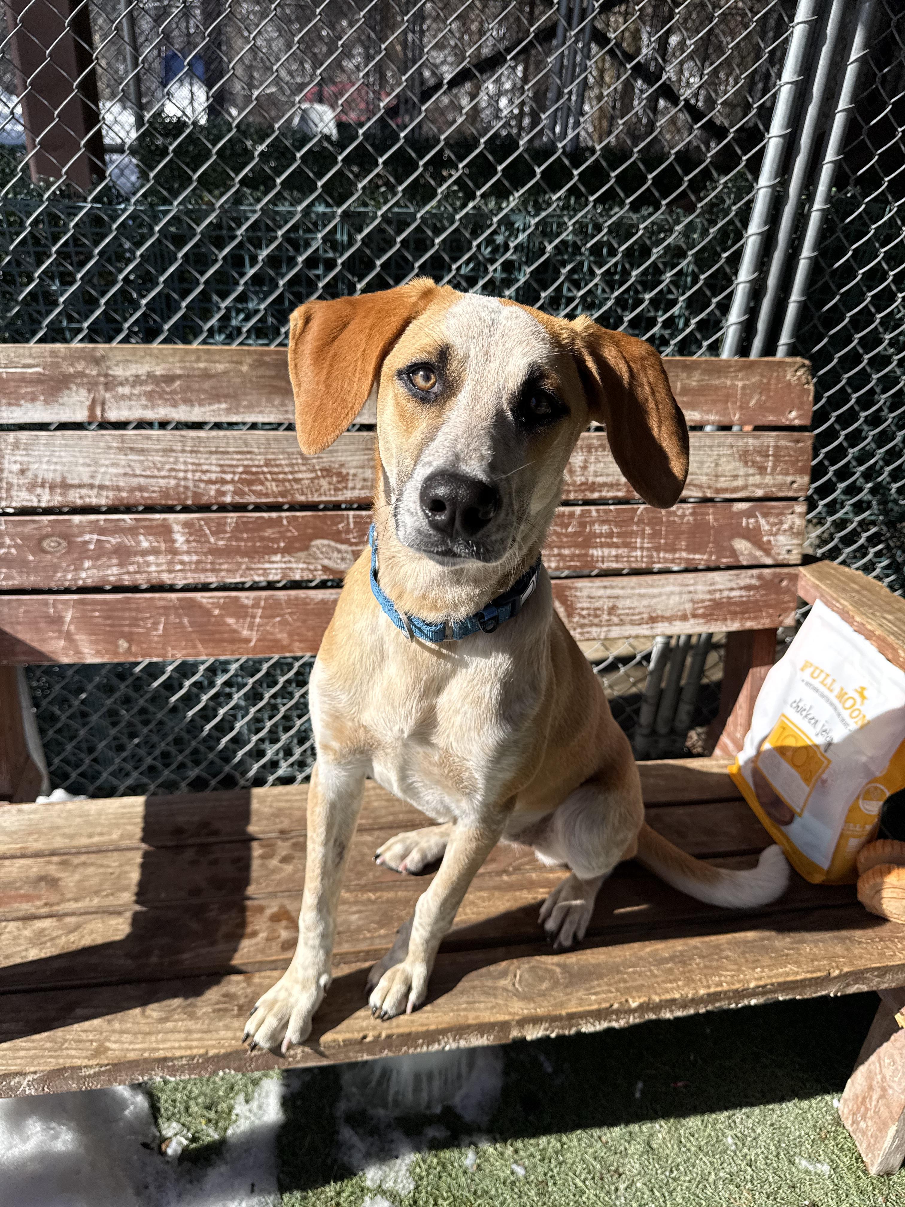 Camino, a ADOPTABLE Mixed Breed in Sudbury, MA image 3/6