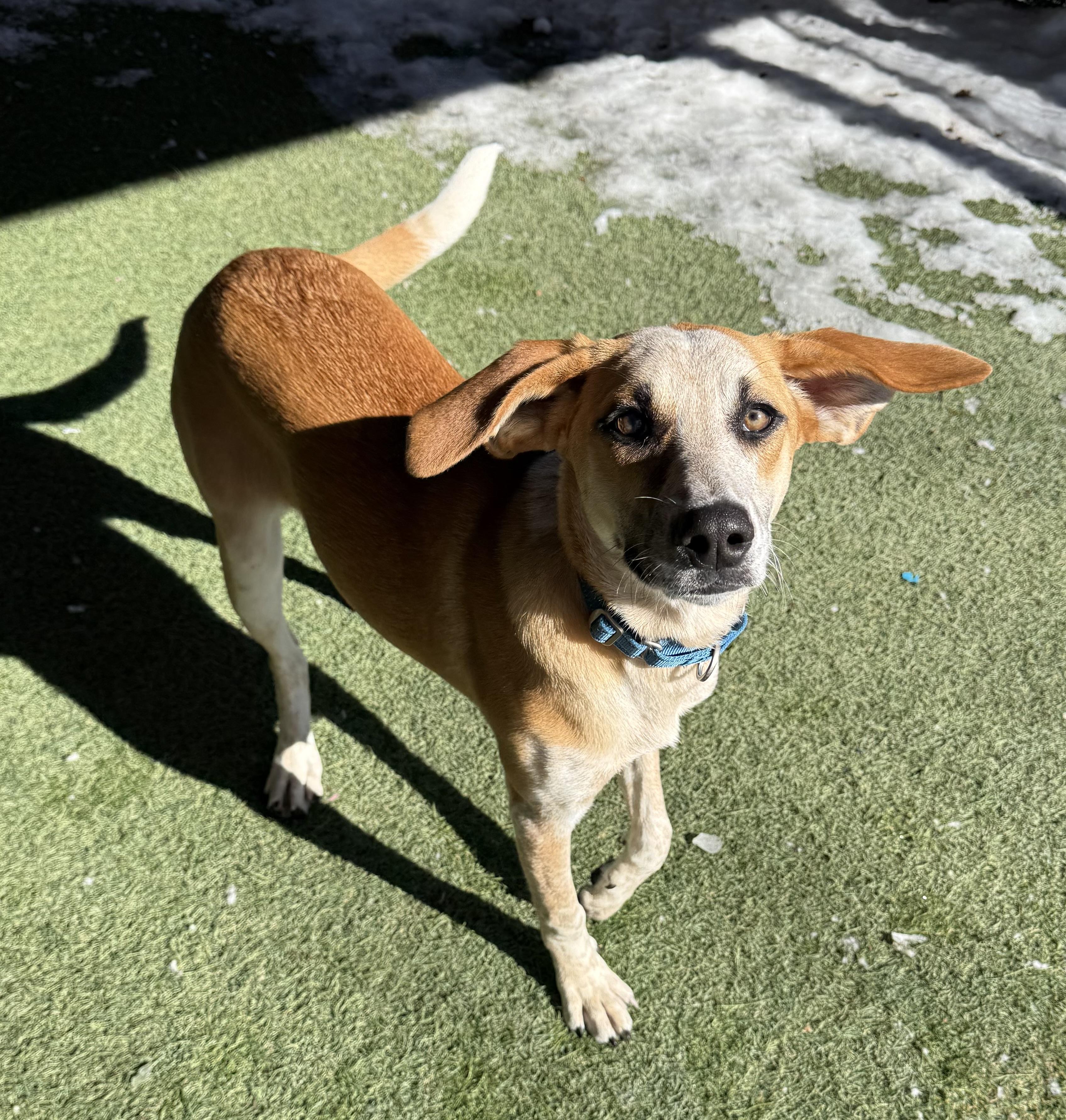Camino, a ADOPTABLE Mixed Breed in Sudbury, MA image 4/6