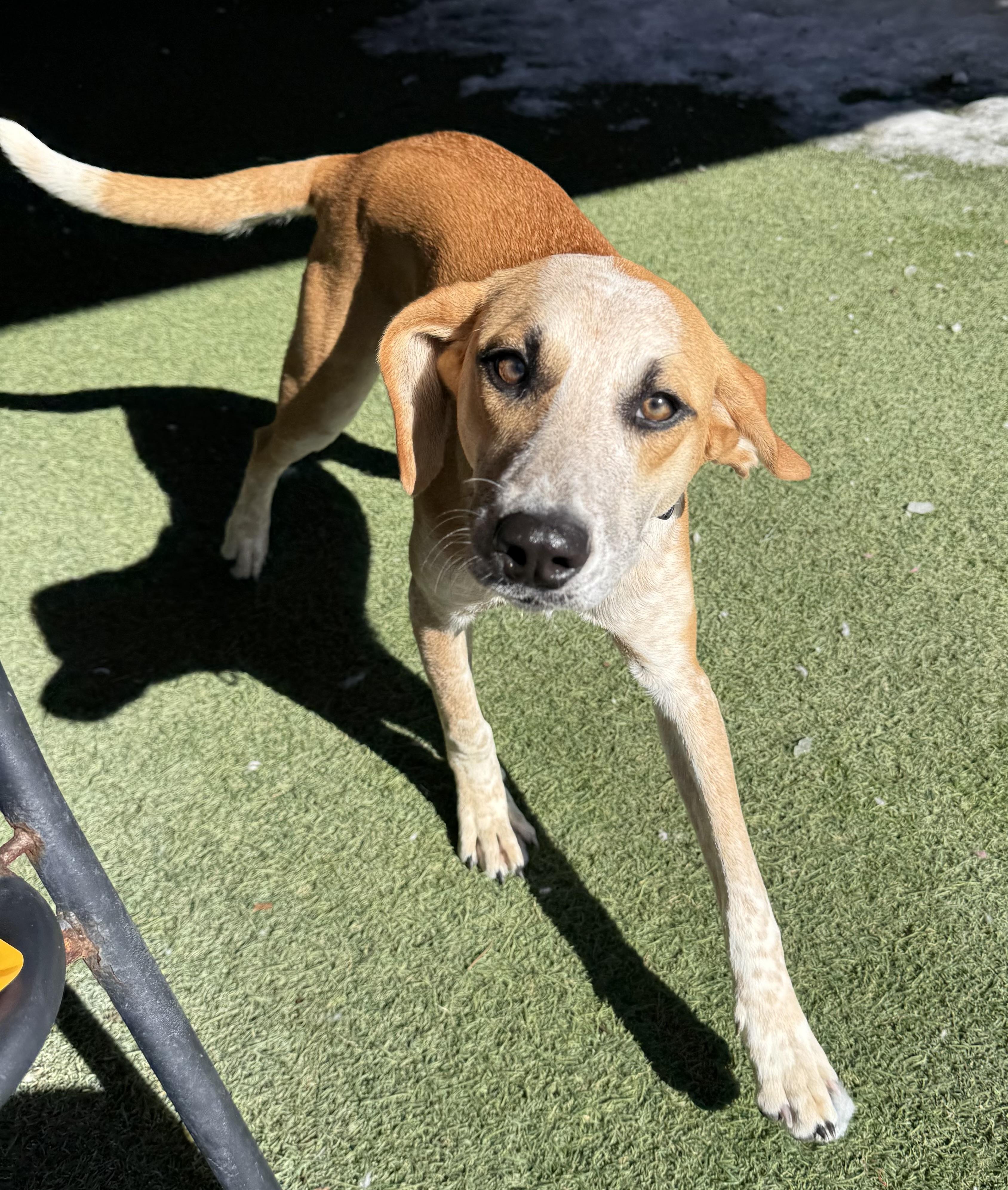 Camino, a ADOPTABLE Mixed Breed in Sudbury, MA image 6/6