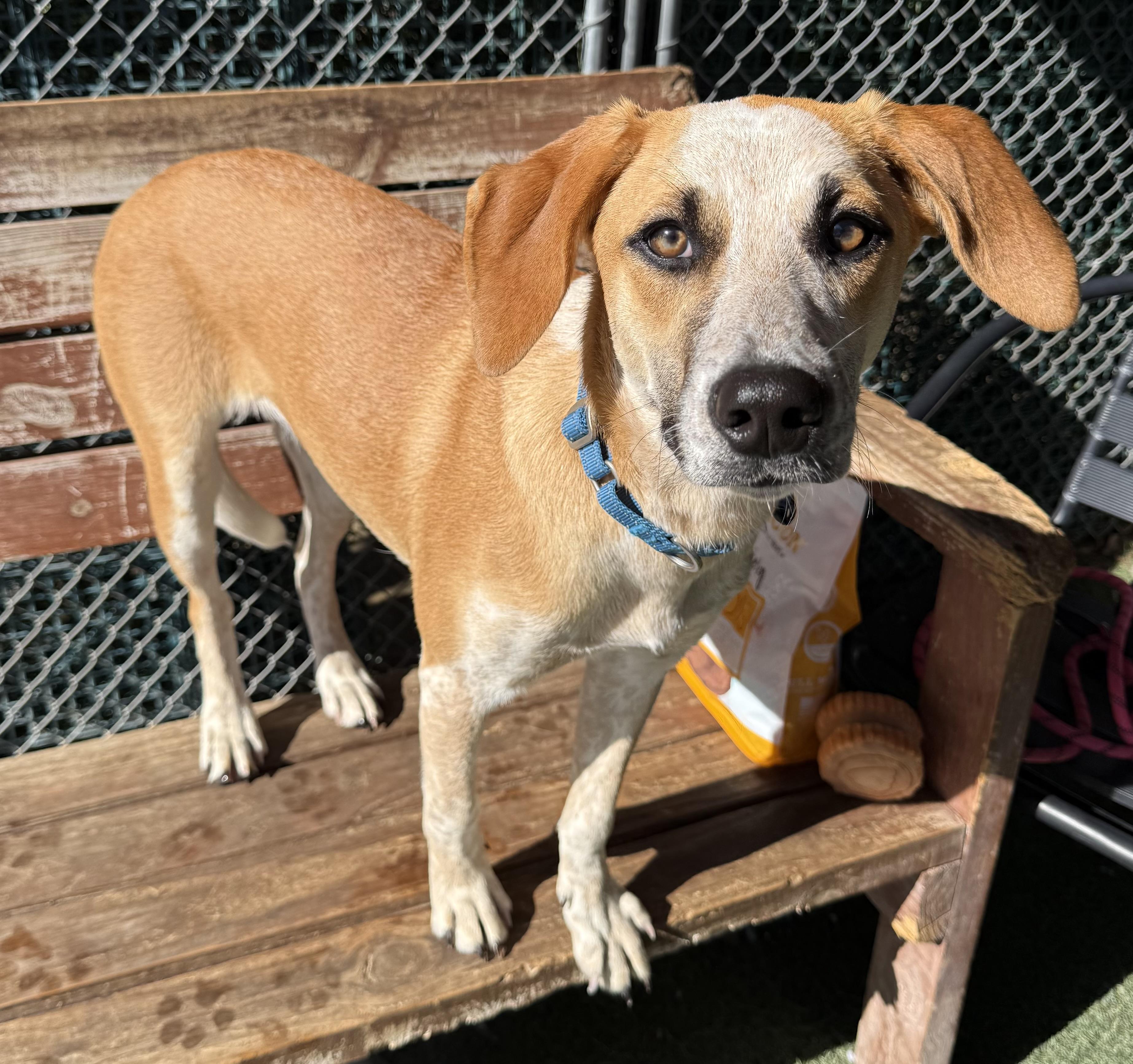Camino, a ADOPTABLE Mixed Breed in Sudbury, MA image 2/6