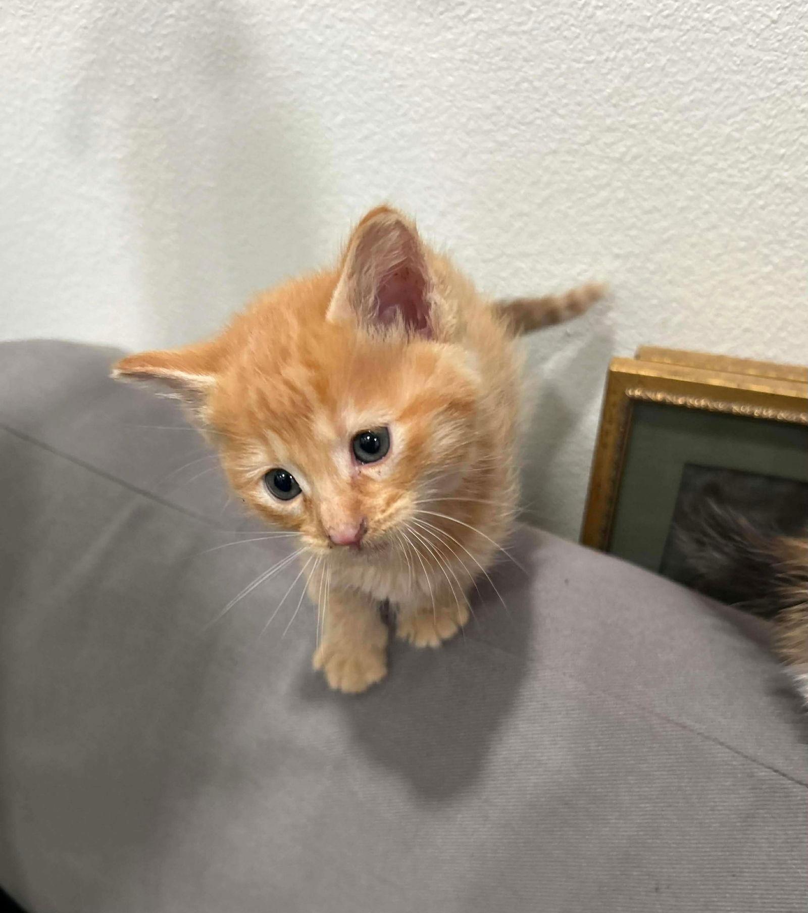 Enlarge Skittles, an adopted Tabby in Orange, CA image 1/1